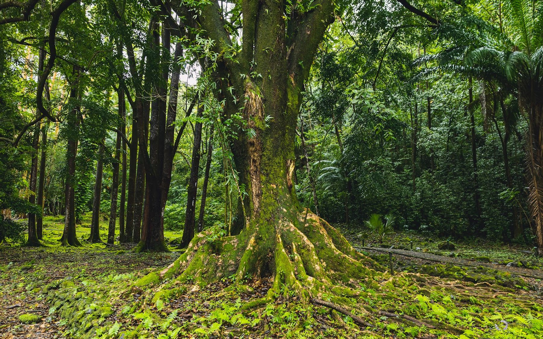 Photo 5 of Ke'anae Arboretum in Keʻanae-Nāhiku, Maui