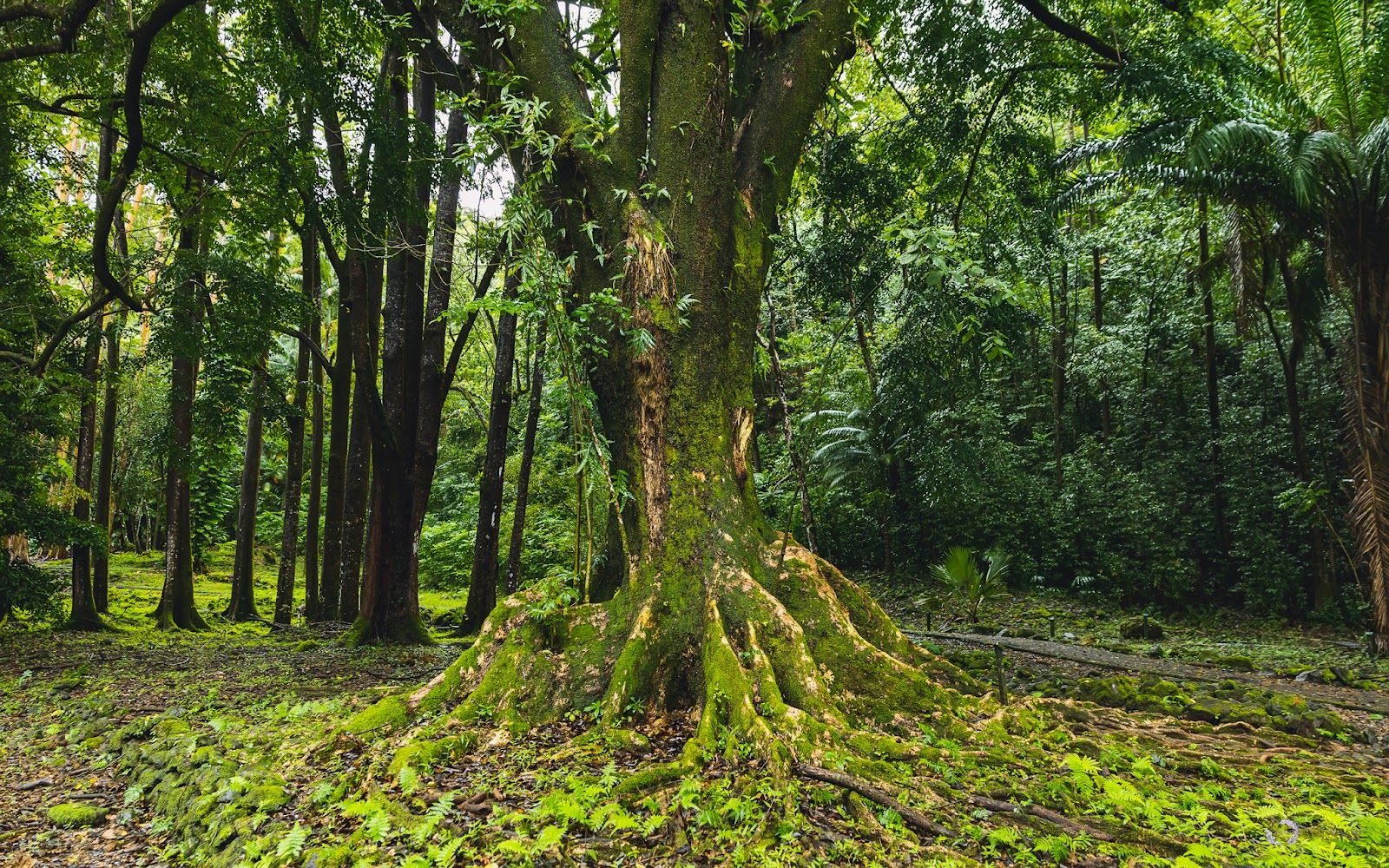 Photo 5 of Ke'anae Arboretum in Keʻanae-Nāhiku, Maui