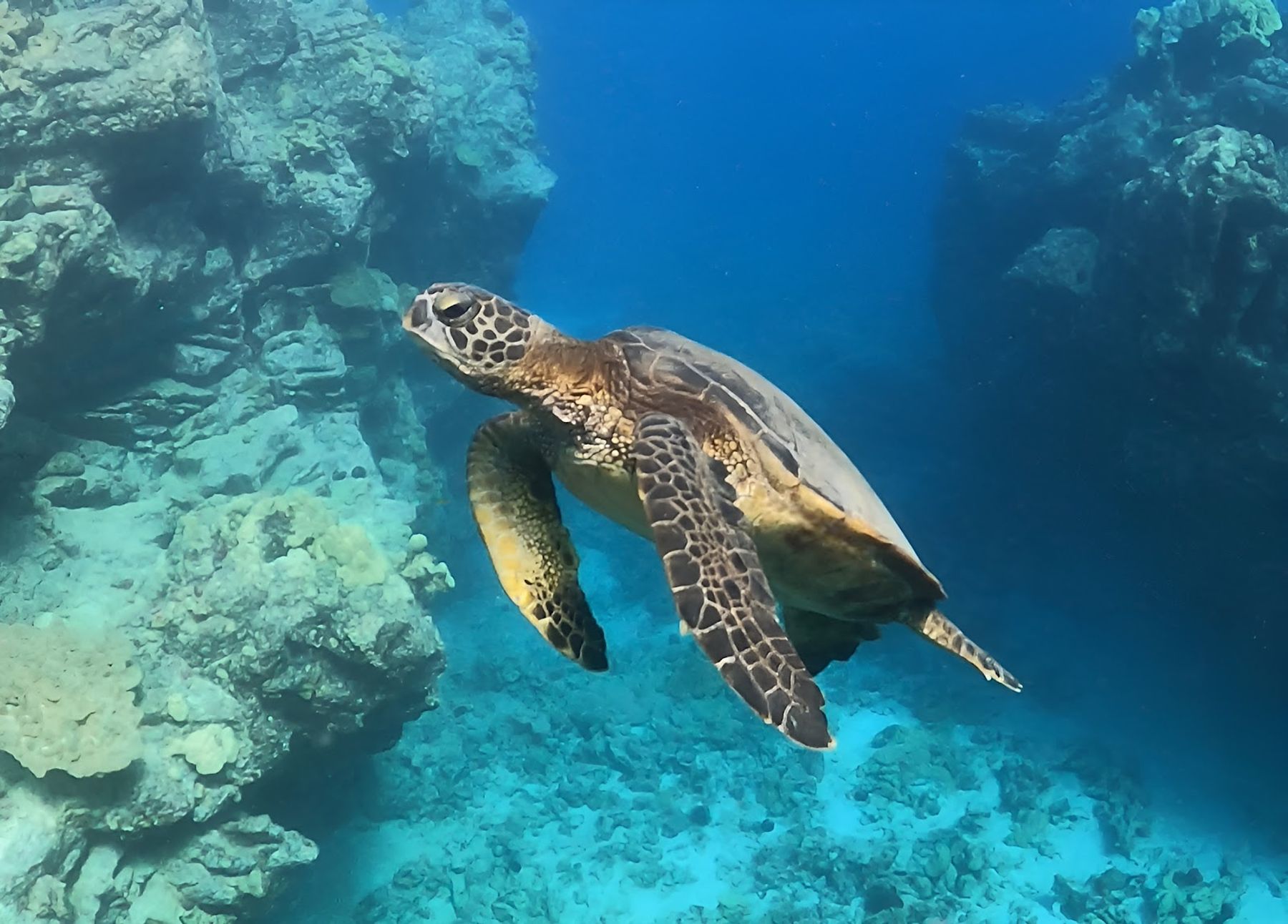 Photo 6 of Liquid Hawai‘i Charters in Waikoloa, Big Island