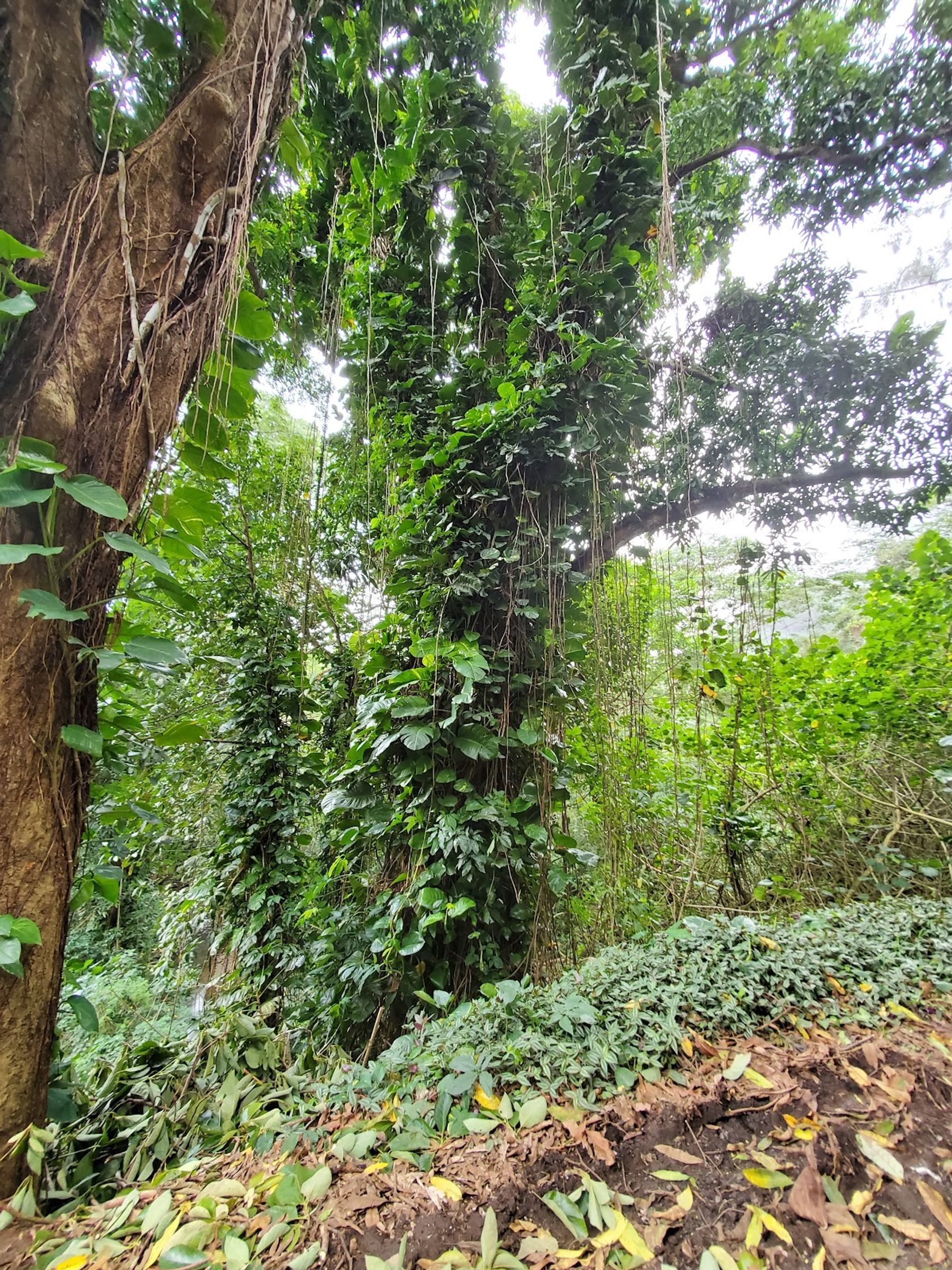 Photo 8 of Maunawili Falls Trail in Kailua & Lanikai, Oahu