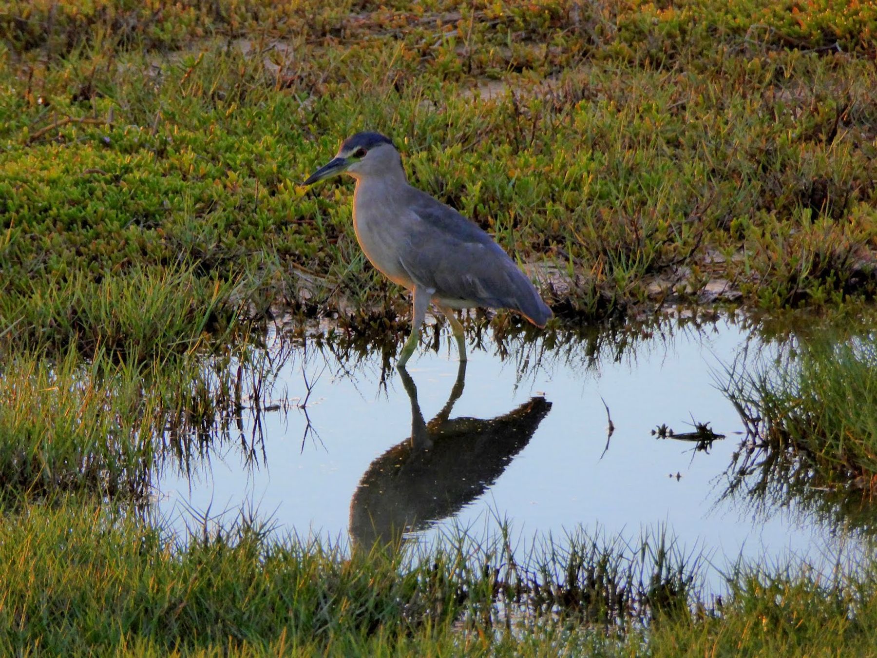 Kawaiʻele Waterbird Sanctuary in Kekaha, Kaua‘i photo 5