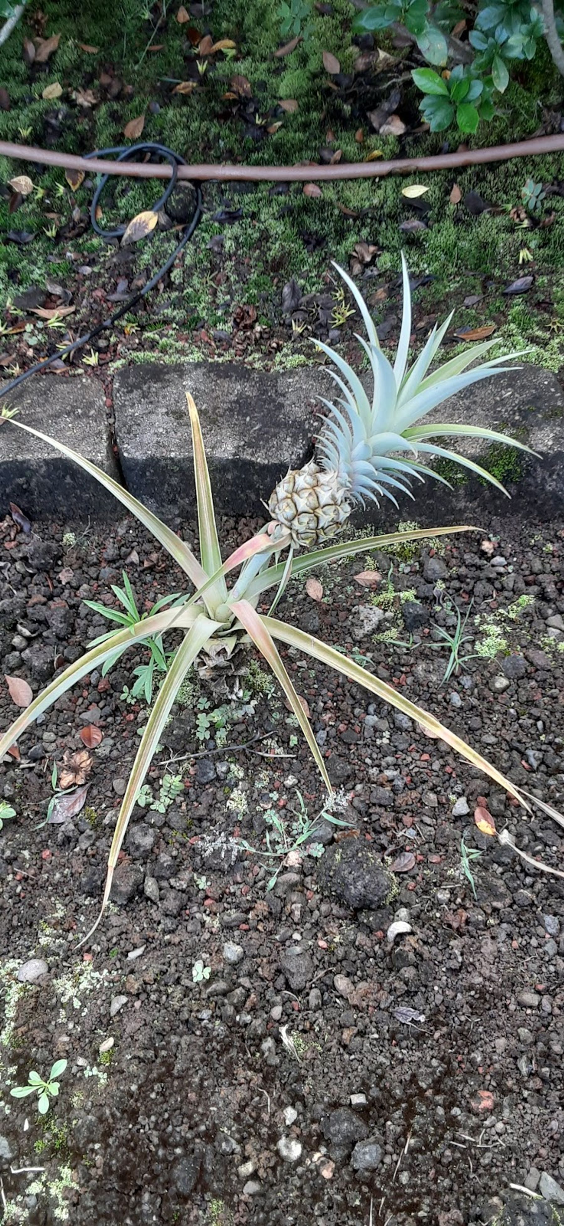 Photo 9 of Bay View Farm in South Kona, Big Island