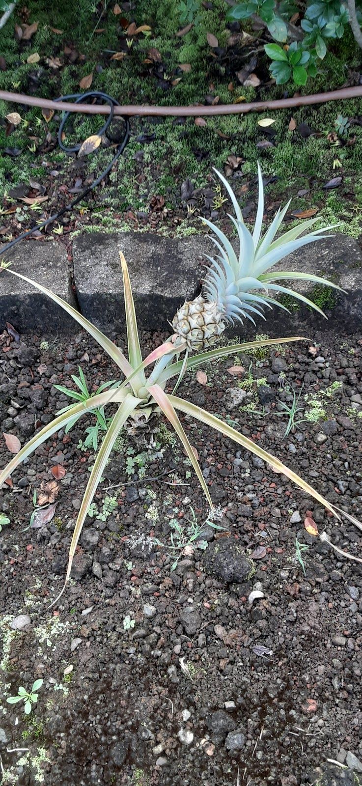 Photo 9 of Bay View Farm in South Kona, Big Island