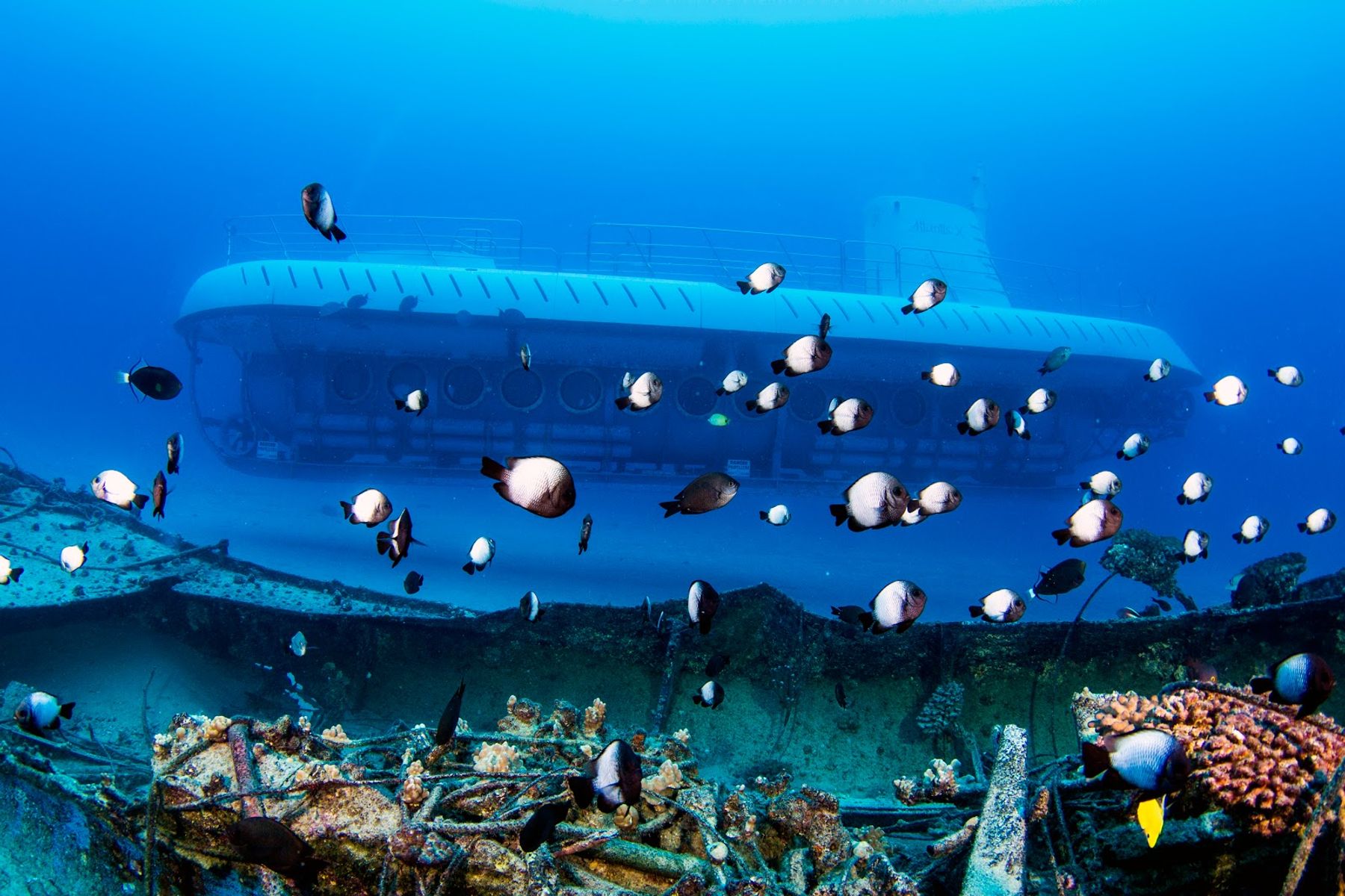 Photo 3 of Atlantis Submarines Kona in Kailua-Kona, Big Island