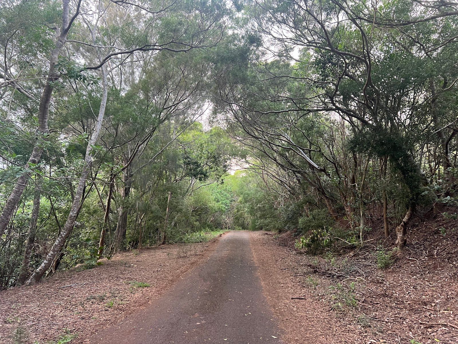 Photo 9 of Wiliwilinui Ridge Trail in Kahala & Waialae, Oahu