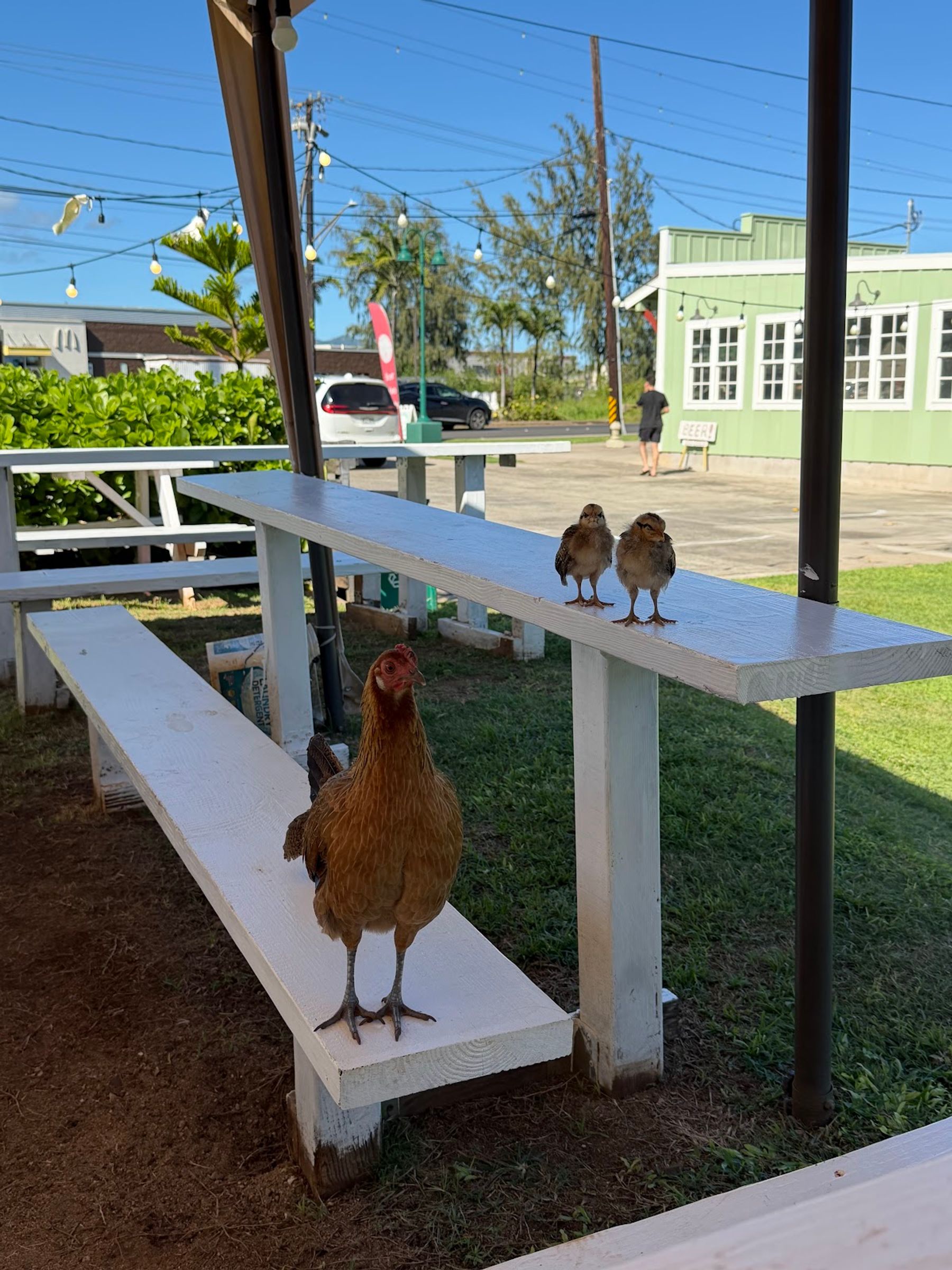 Photo 8 of 8E88 Thai & Poké in Wailua, Kauai