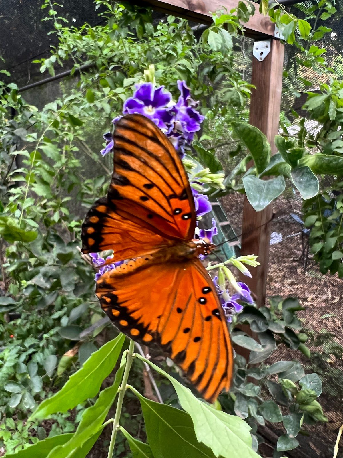 Photo 7 of The Maui Butterfly Farm in Olowalu, Maui