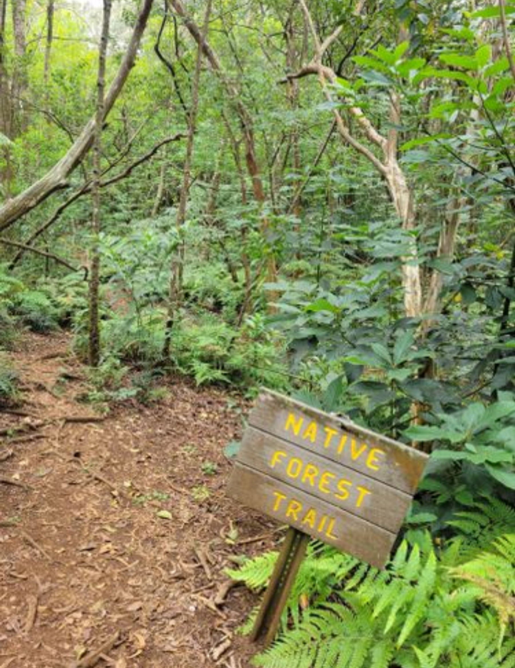 Photo 4 of Kalopa Native Forest Trail in Honokaʻa, Big Island