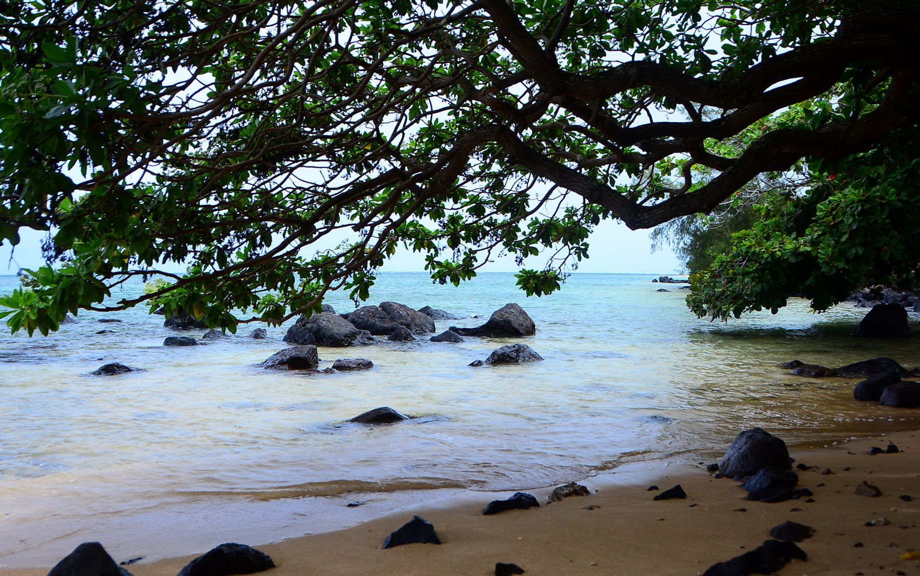 looking out from under overhanging trees at Sealodge Beach