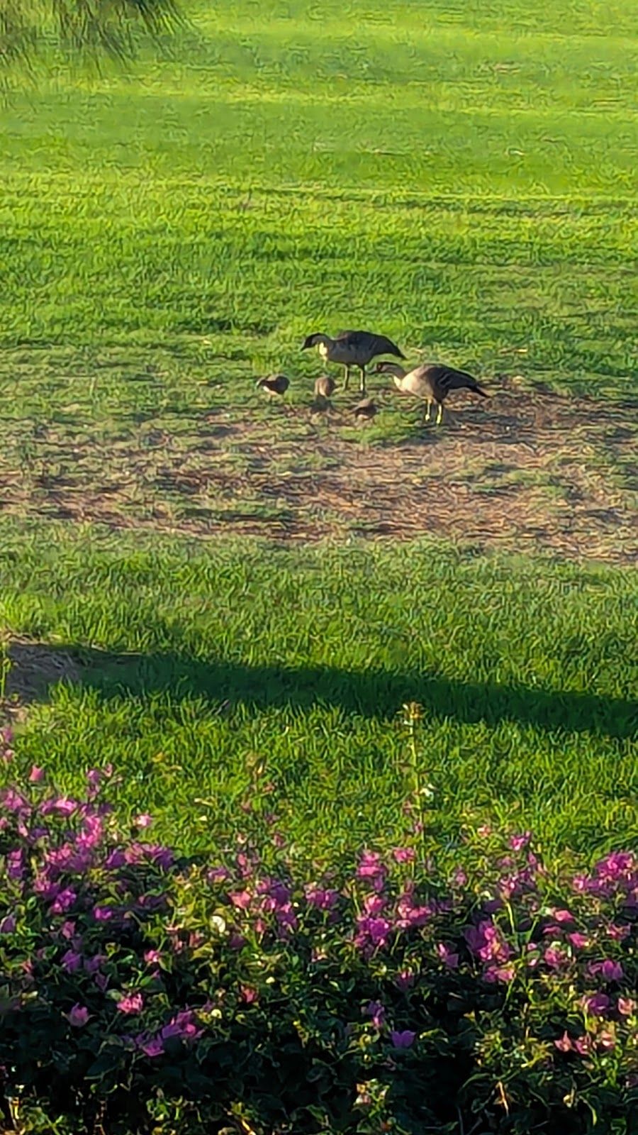 Photo 7 of The Village Course at Waikōloa in Waikoloa, Big Island