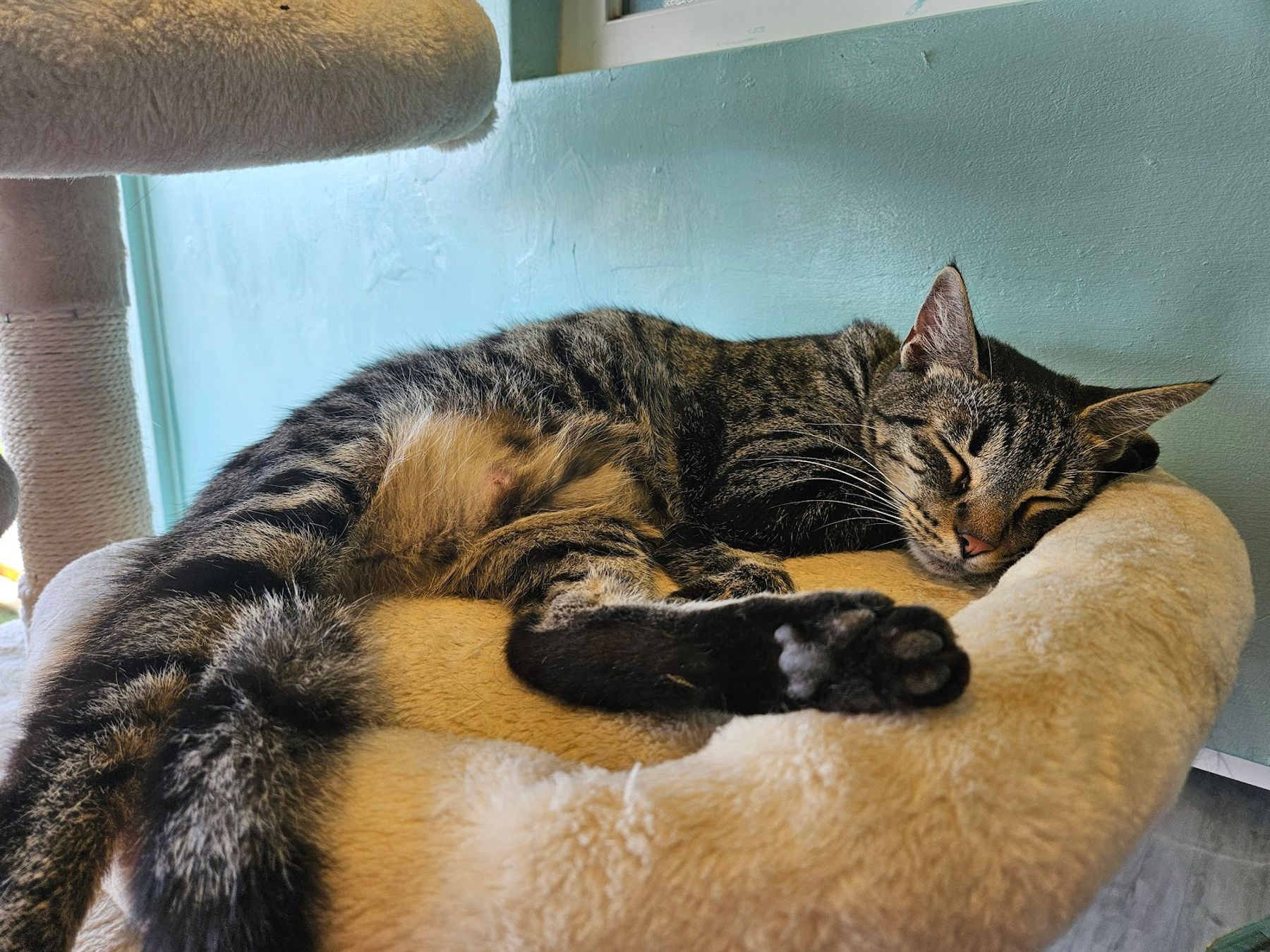 Photo 4 of Toe Beans & Dreams Adoption Cafe in Pearl Harbor & ʻAiea, Oahu