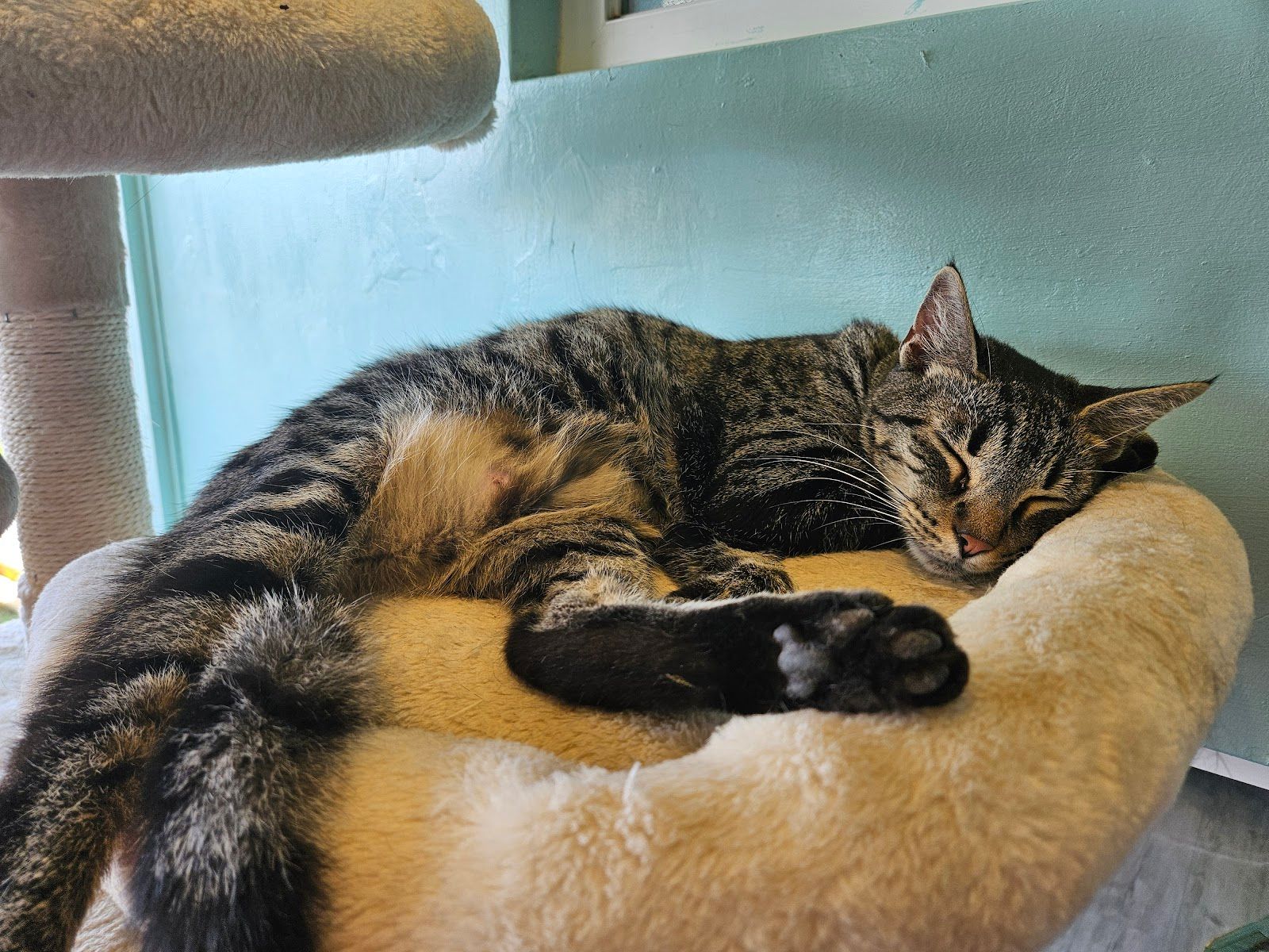 Photo 4 of Toe Beans & Dreams Adoption Cafe in Pearl Harbor & ʻAiea, Oahu