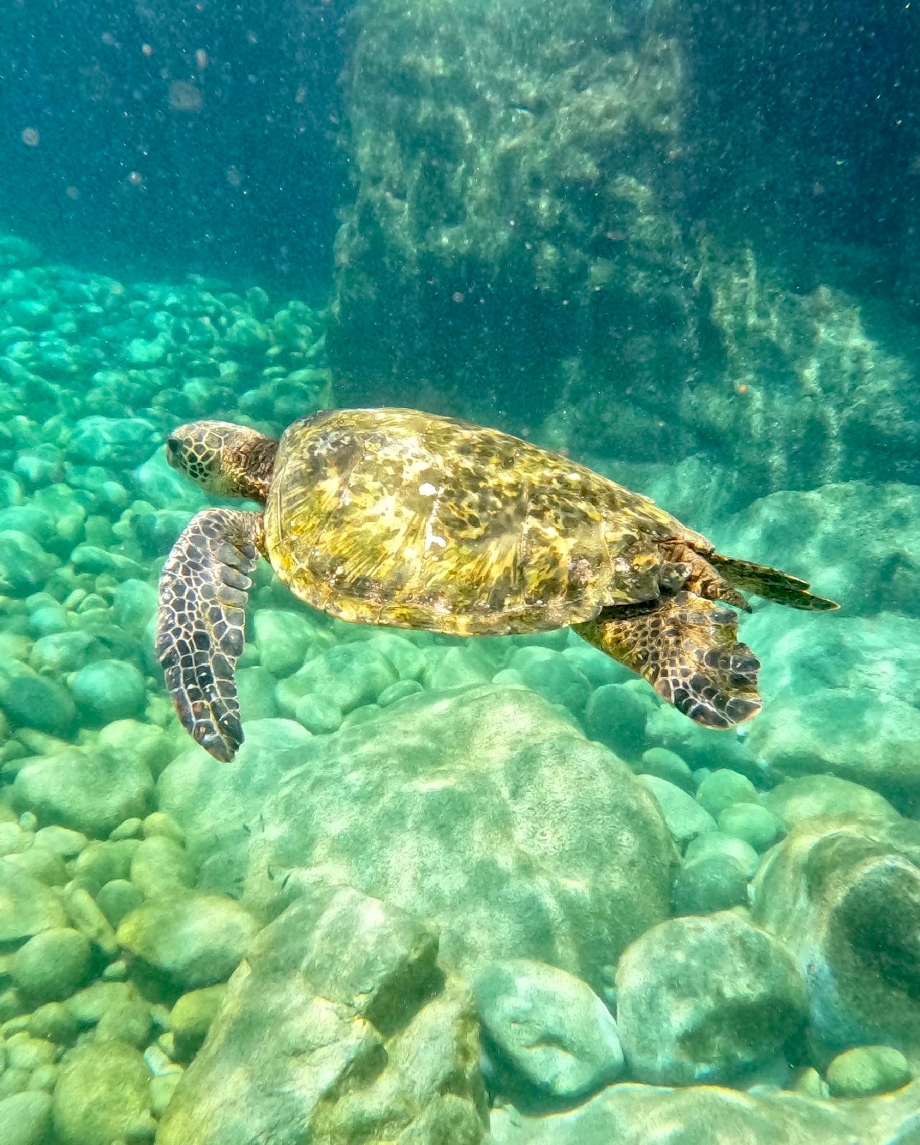 Photo 3 of The Magic Merman Snorkel Charters in Kāʻanapali, Maui