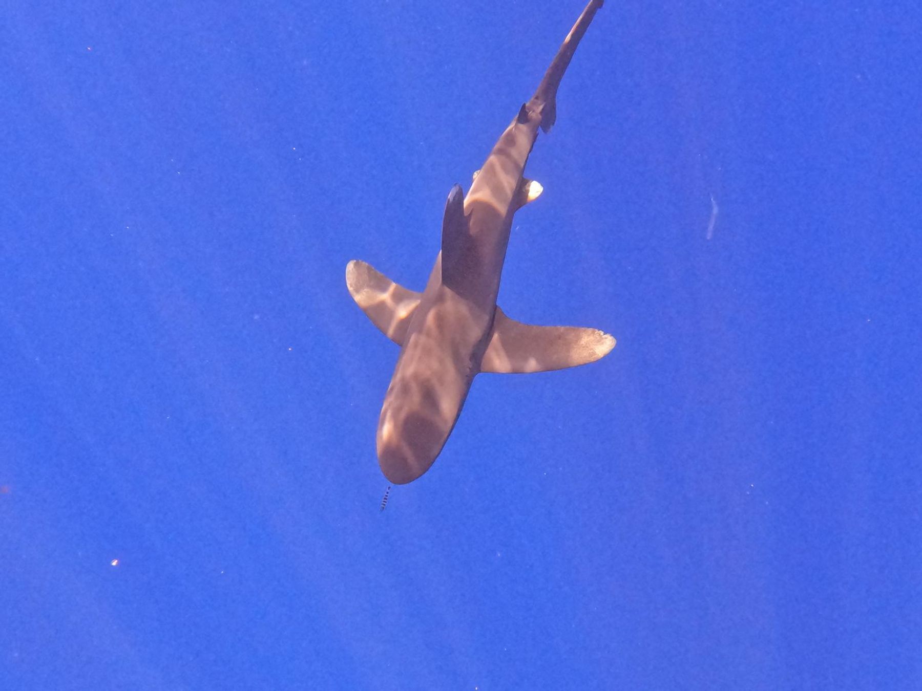 Photo 5 of Ocean Eco Tours in Kailua-Kona, Big Island