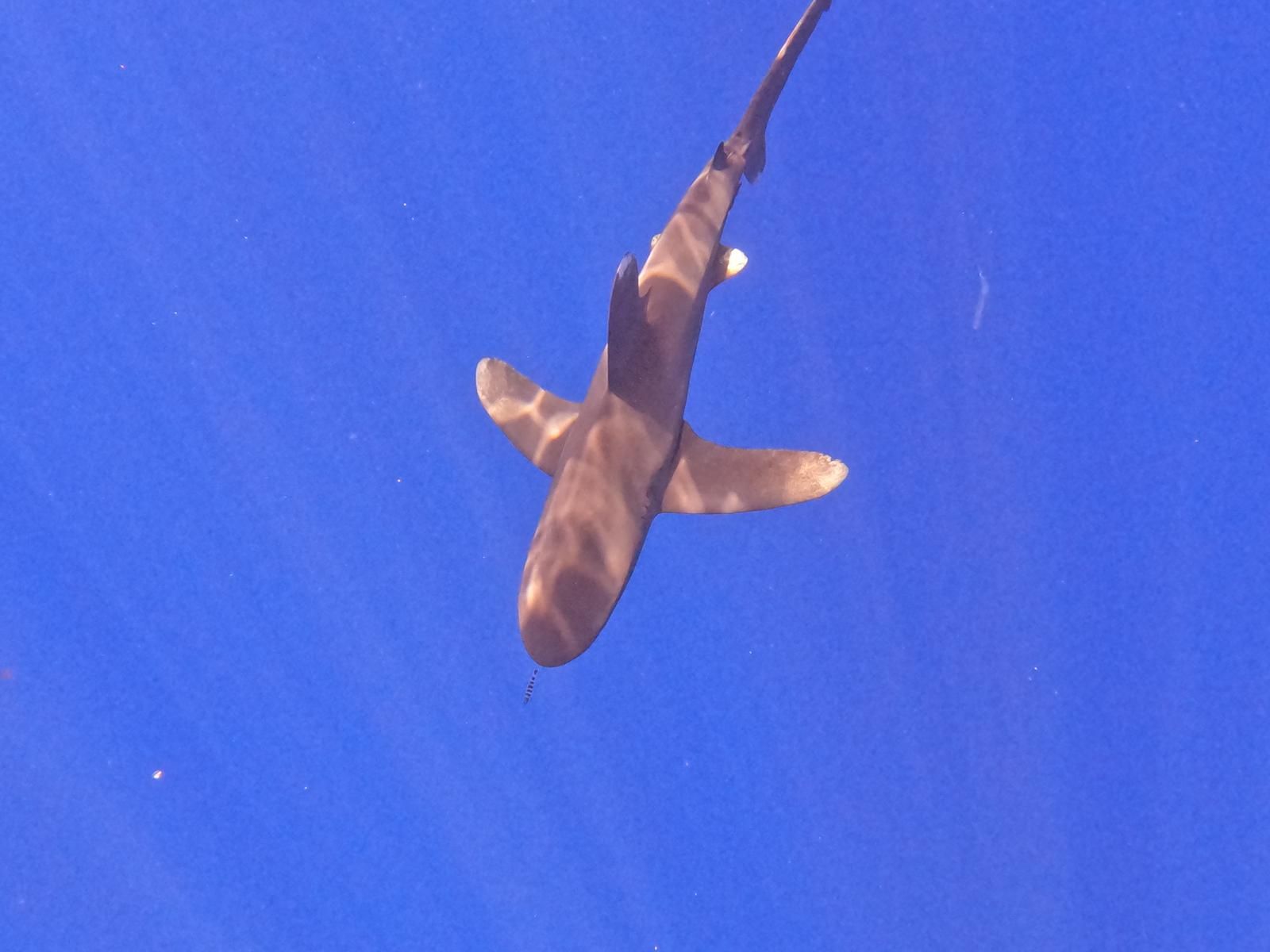 Photo 5 of Ocean Eco Tours in Kailua-Kona, Big Island