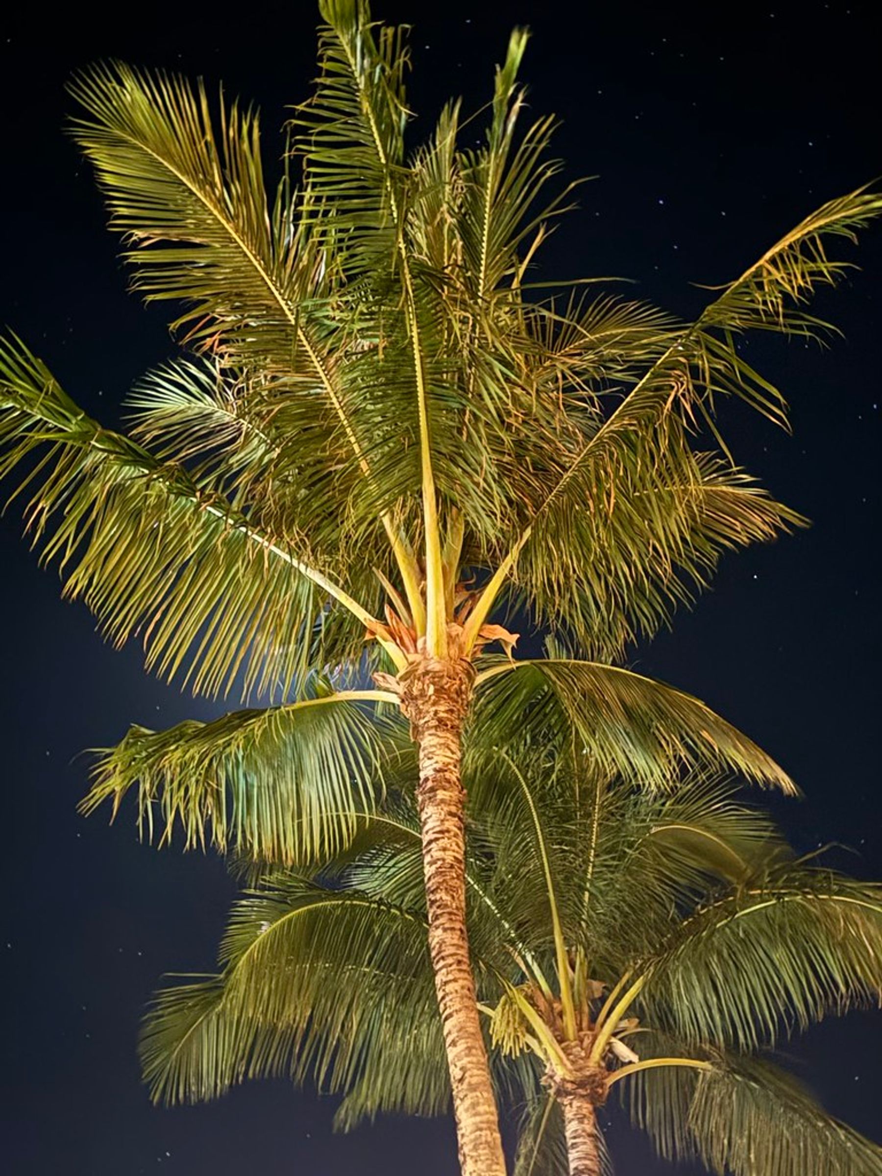 Upward night view of warmly lit palm trees with fronds spread wide against a dark sky dotted with stars.