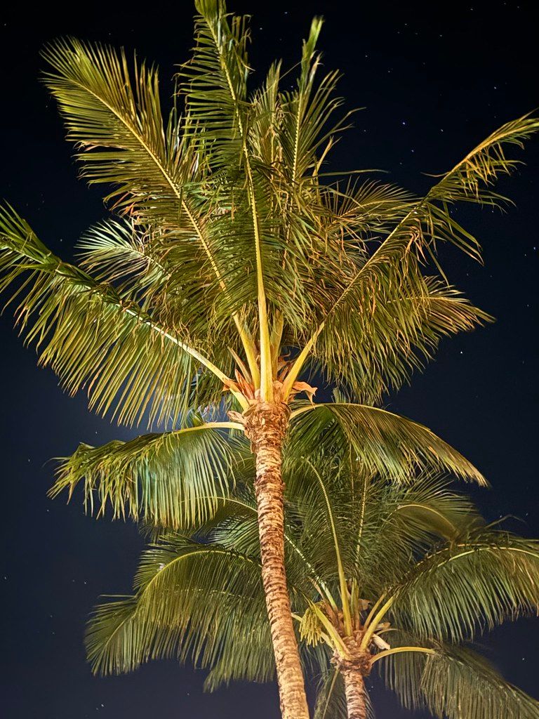 Upward night view of warmly lit palm trees with fronds spread wide against a dark sky dotted with stars.