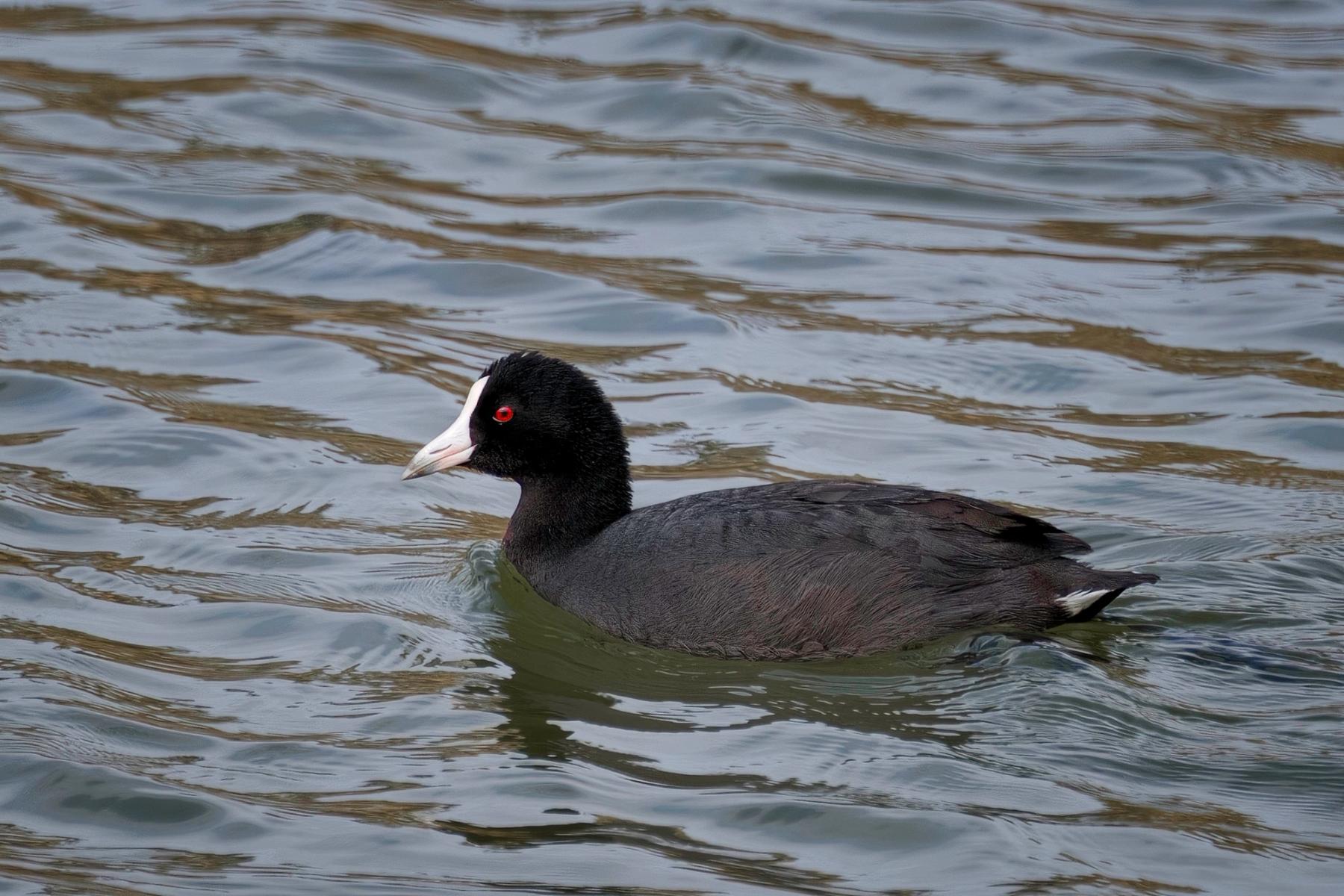 Hawaiian coot swimming in rippled water, showing red eye and white bill in profile