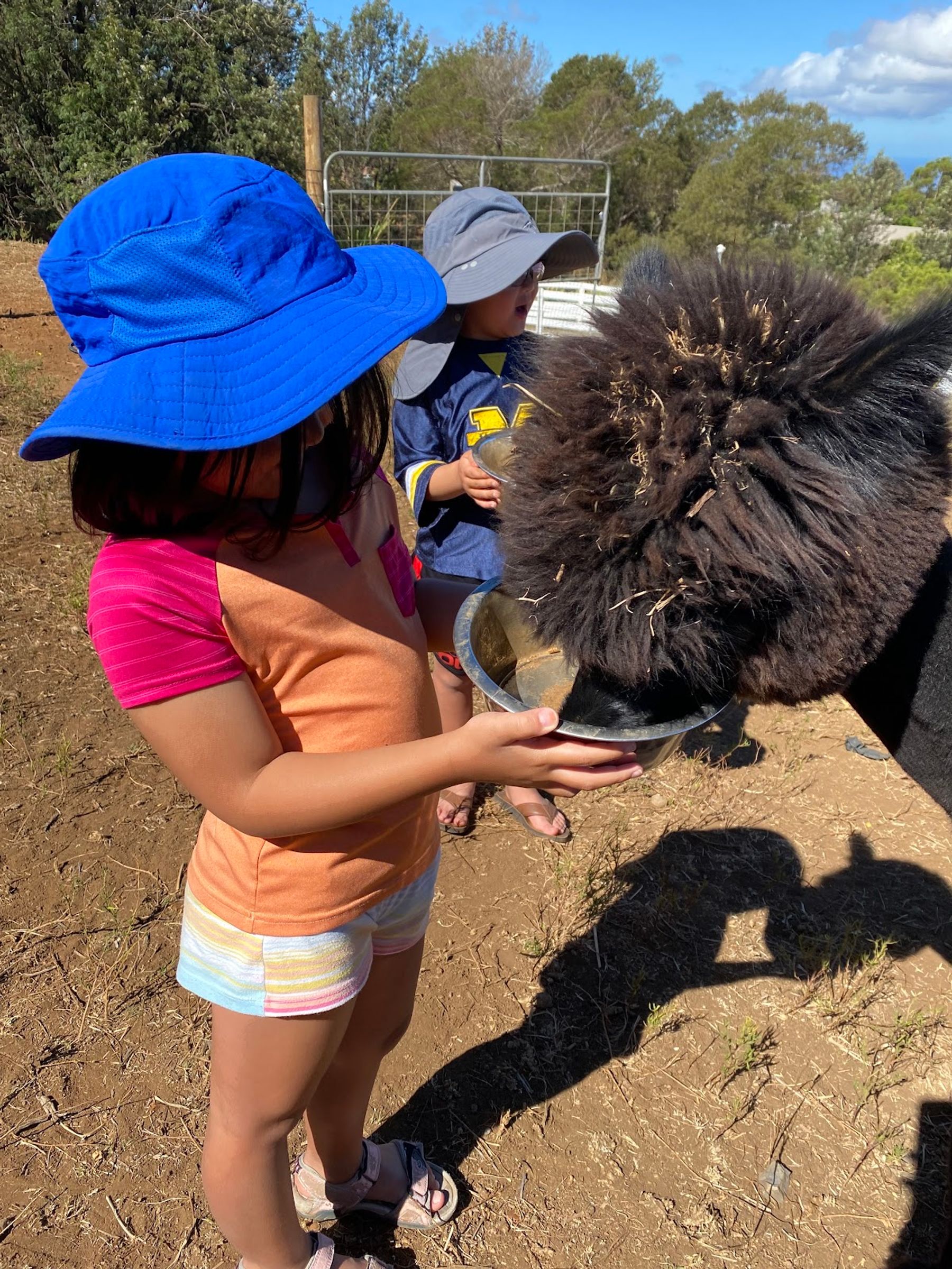 Photo 7 of Maui Alpaca in Kula, Maui