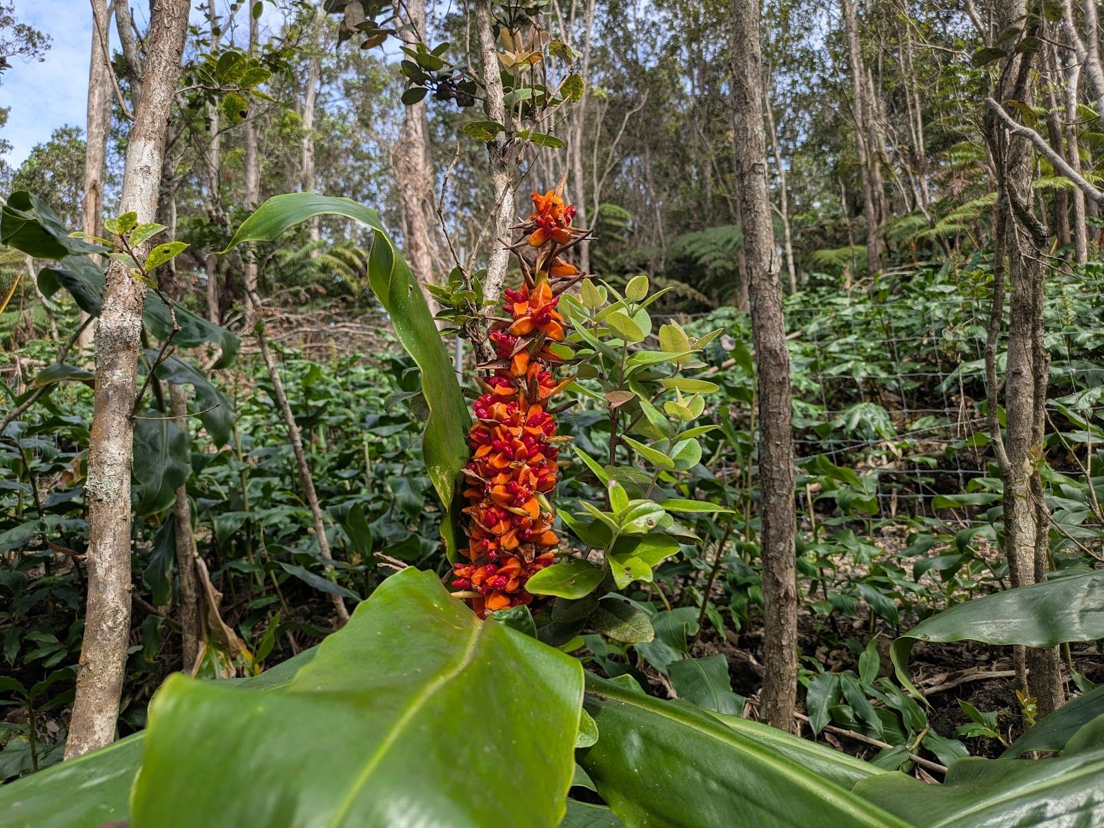 Photo 2 of Makaula 'O'oma Trail in Hōlualoa, Big Island
