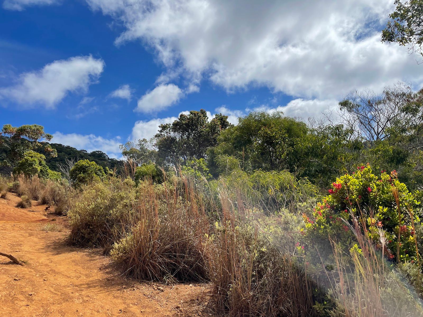 Waimea Canyon Trail in Waimea, Kaua‘i photo 3