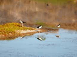 Southwest wetlands and salt ponds