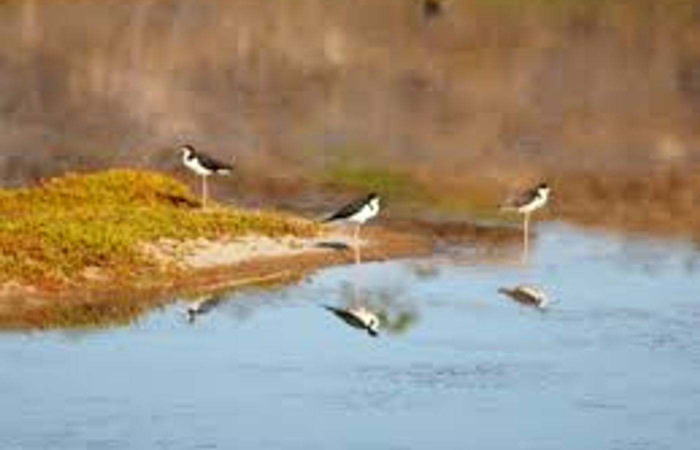 Southwest wetlands and salt ponds