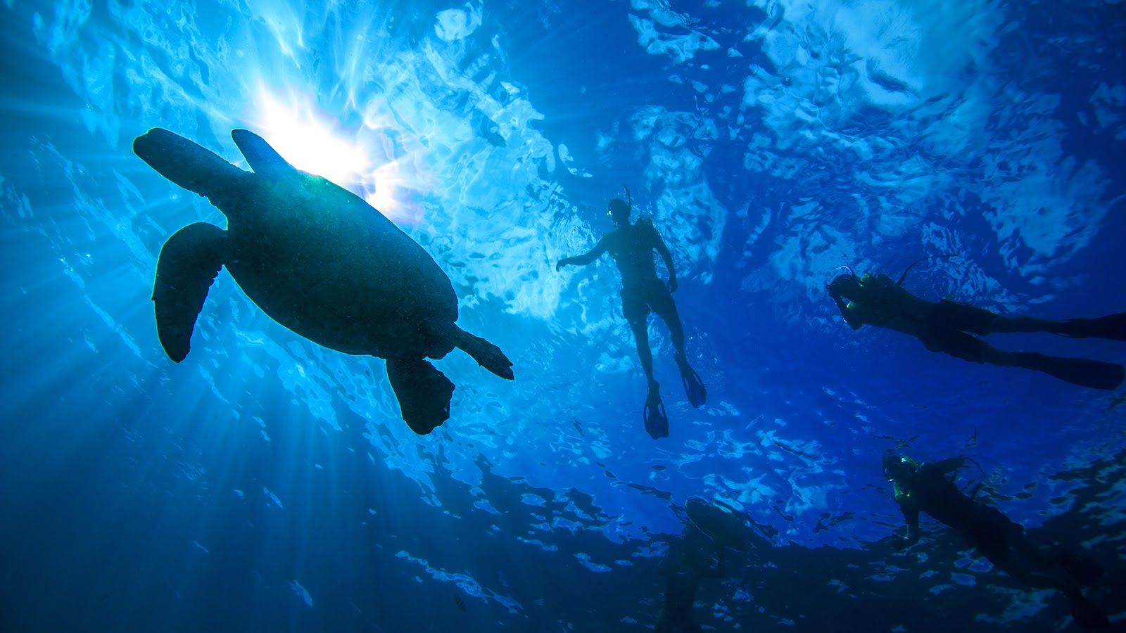Photo 1 of Living Ocean Tours in Ala Moana & Mōʻiliʻili, Oahu