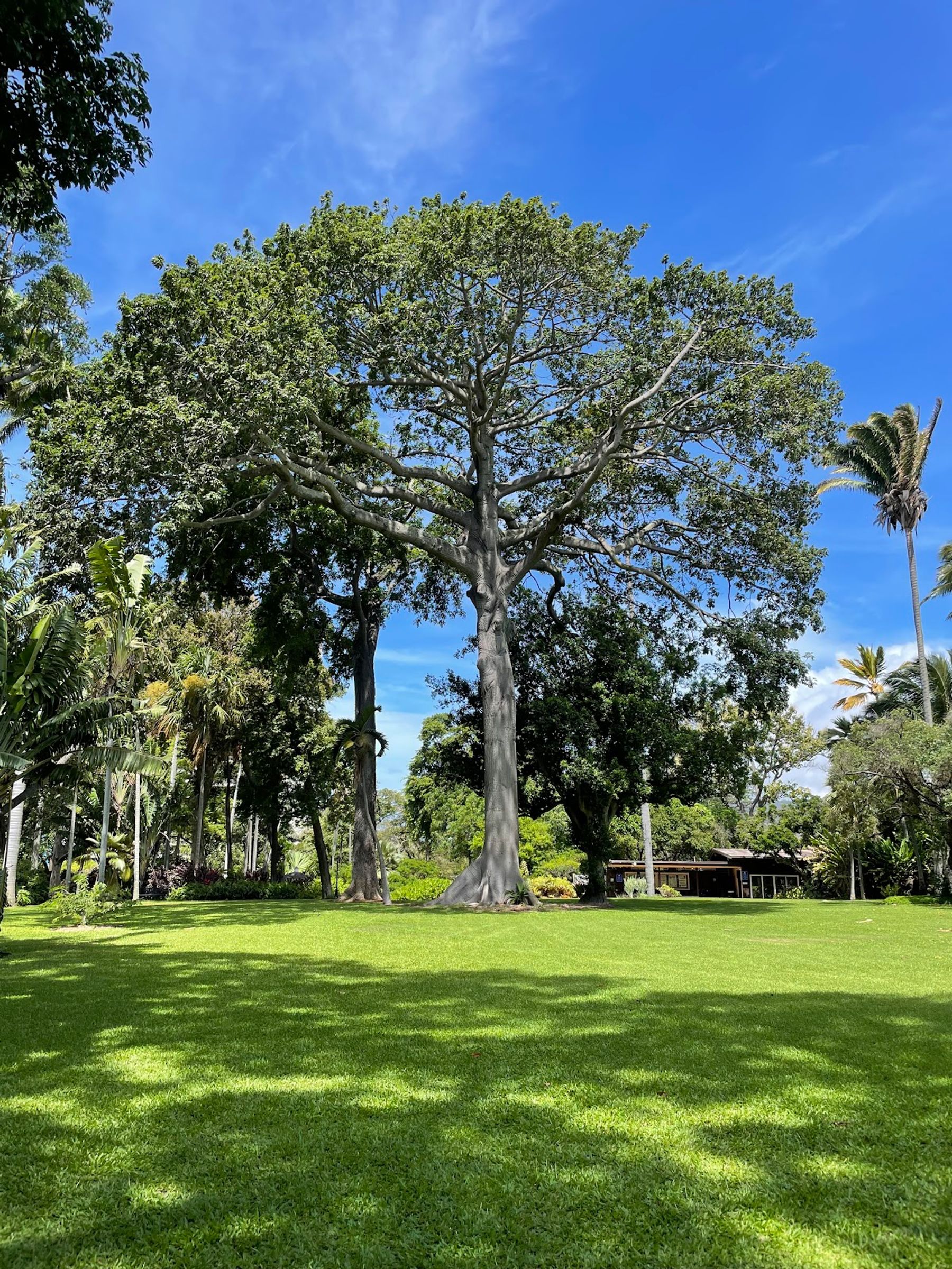 Photo 2 of Foster Botanical Garden in Downtown, Chinatown & Kakaʻako, Oahu
