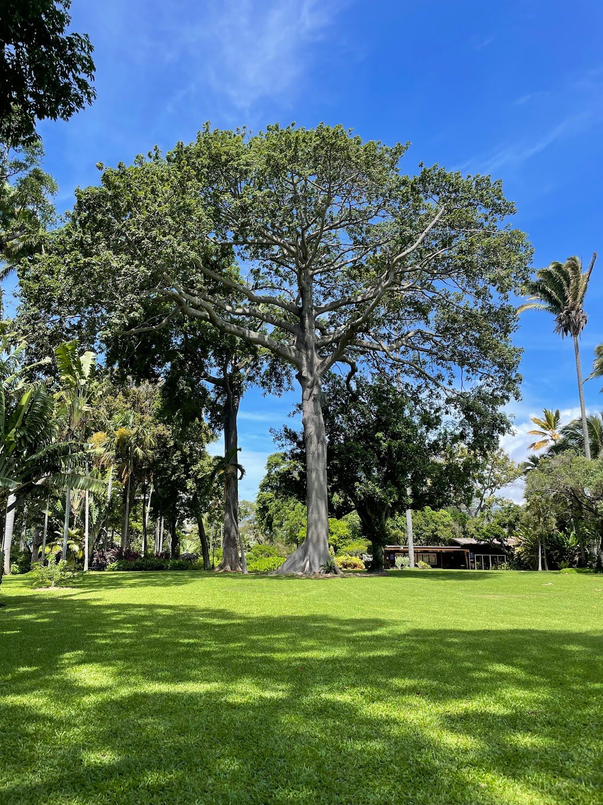 Photo 2 of Foster Botanical Garden in Downtown, Chinatown & Kakaʻako, Oahu