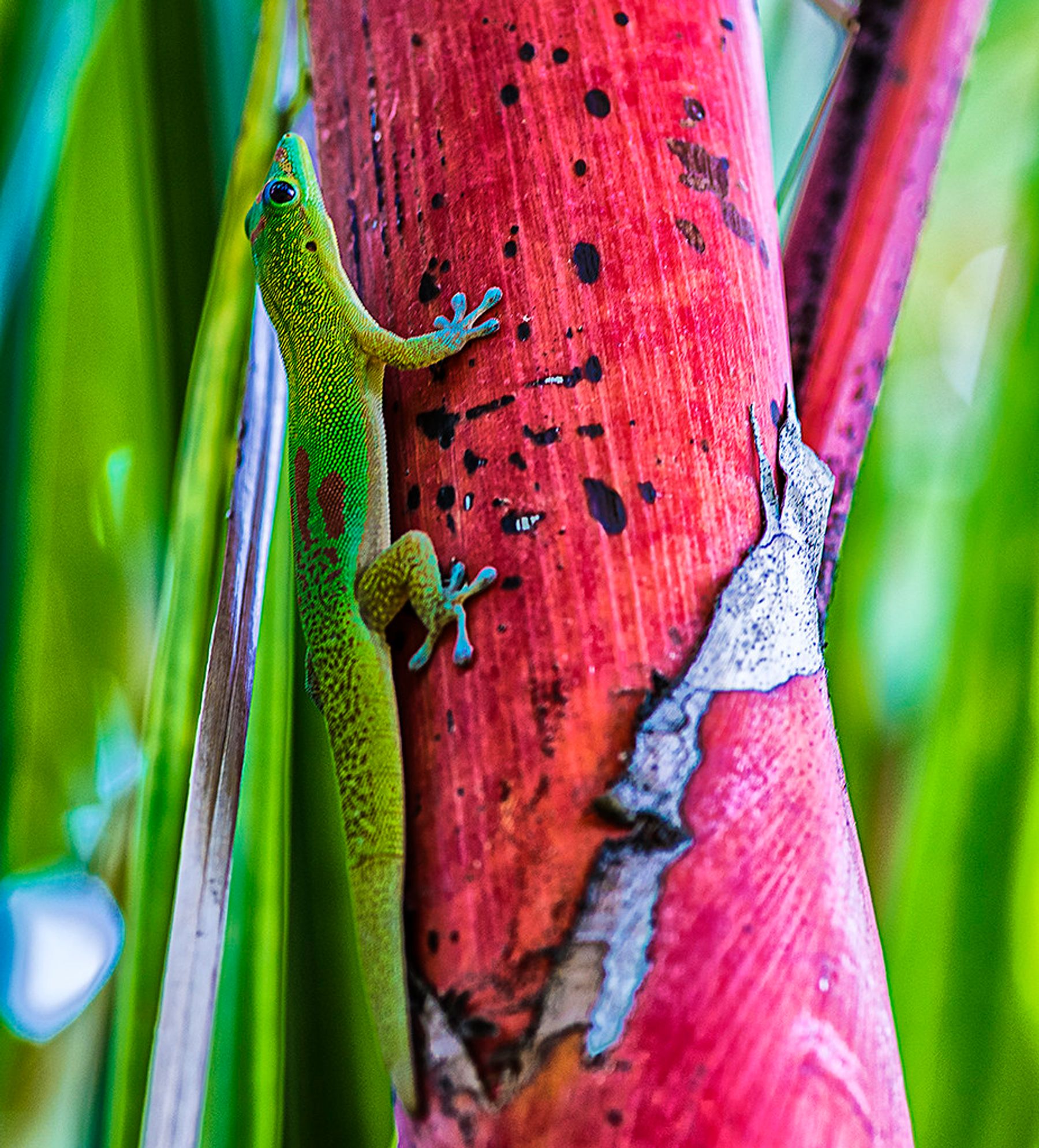 Bright green gecko clinging to a red ti plant stalk with soft green foliage blurred in the background