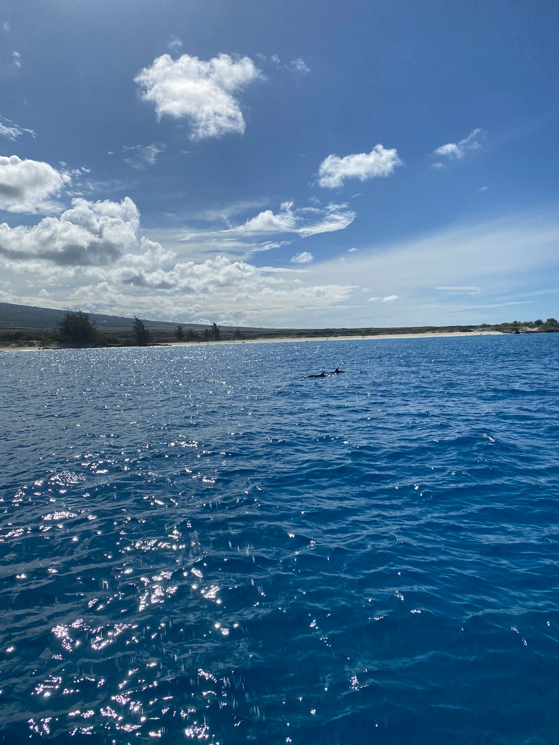 Photo 4 of Hawaii Snorkel Tours in Kailua-Kona, Big Island