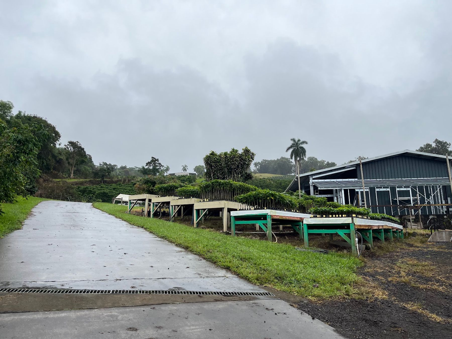 Photo 3 of Kona Farm Direct Coffee in Hōlualoa, Big Island