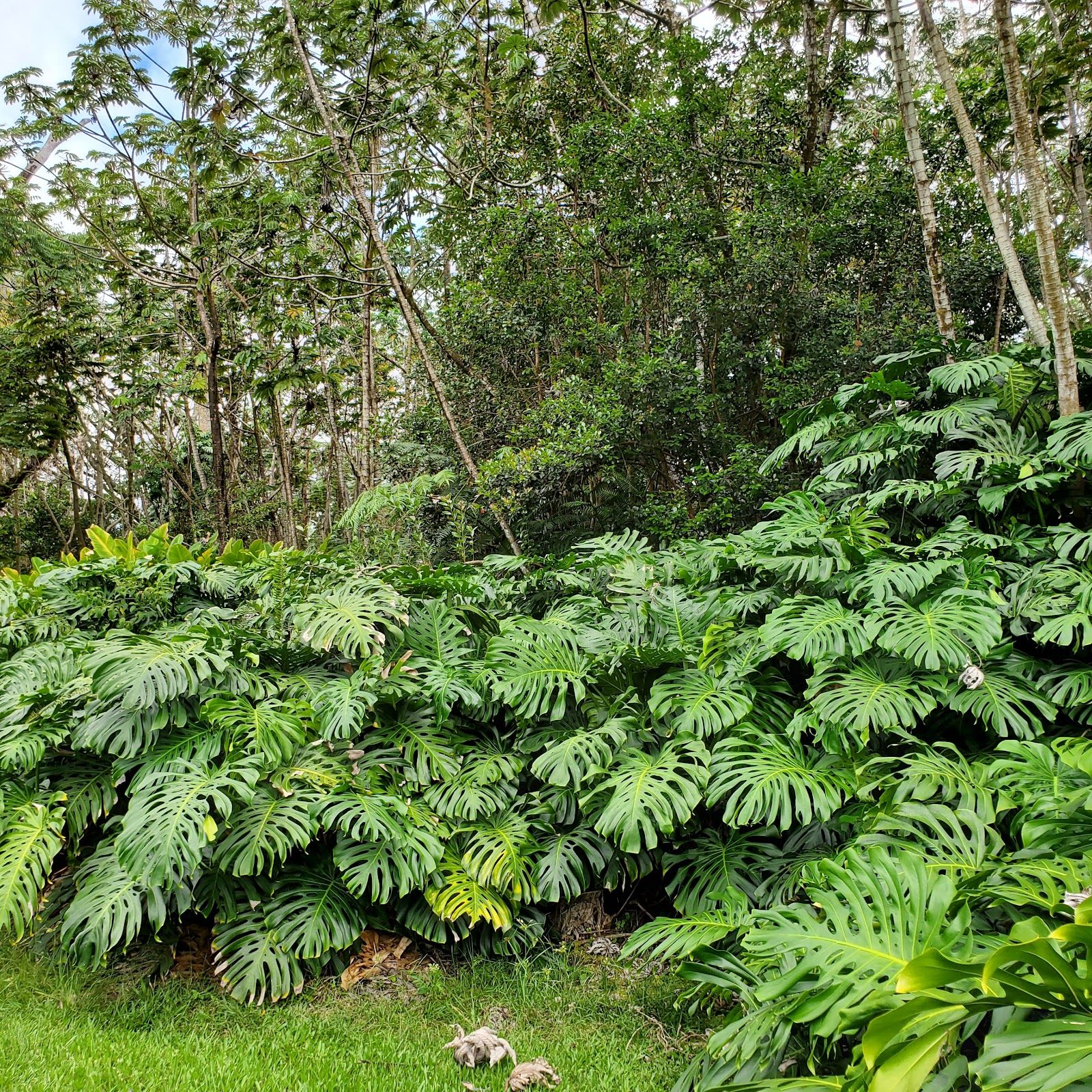 Photo 8 of Lava Tree State Monument in Pāhoa, Big Island