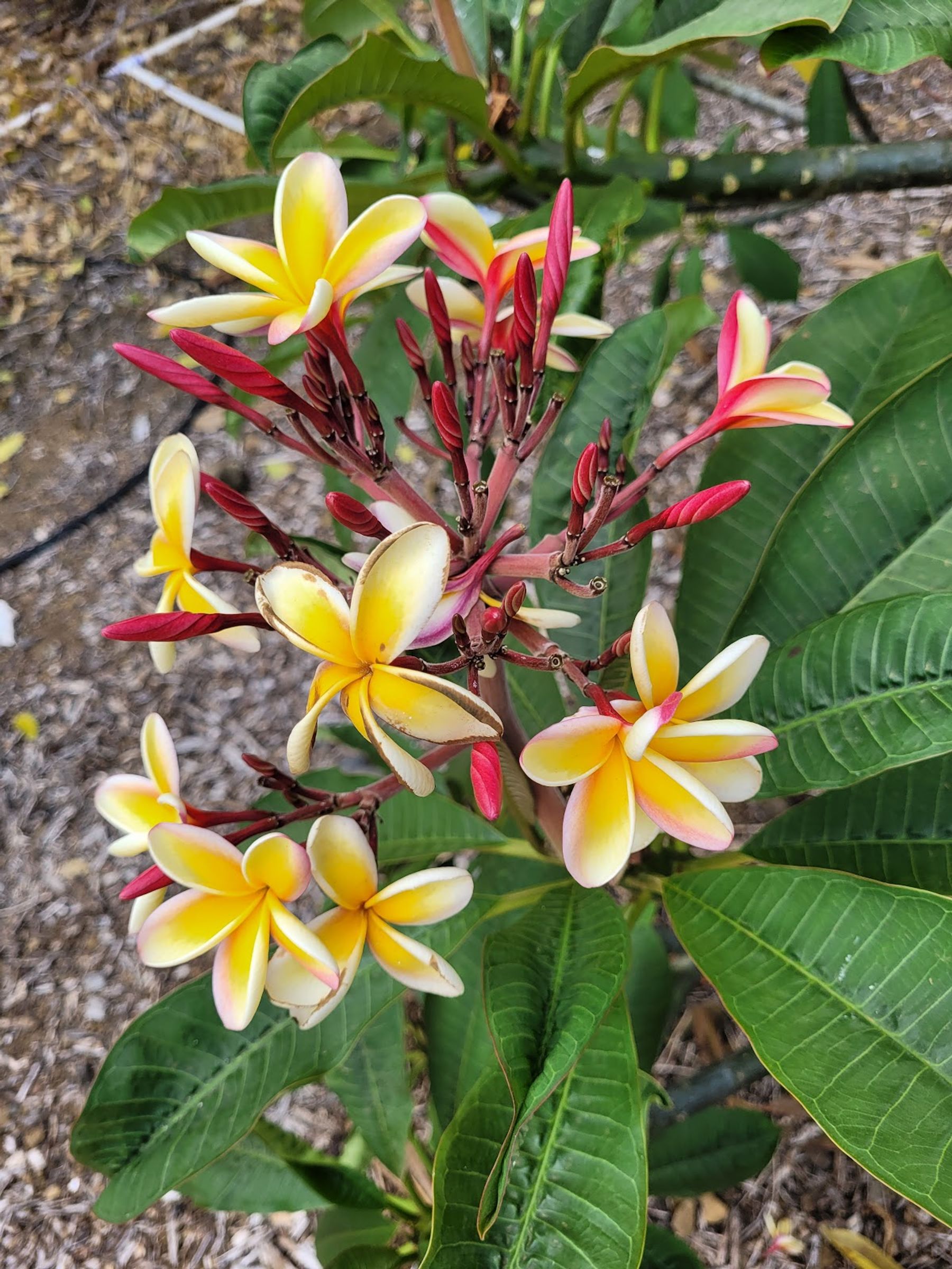 Photo 4 of Koko Crater Botanical Garden in Hawaiʻi Kai & East Honolulu, Oahu