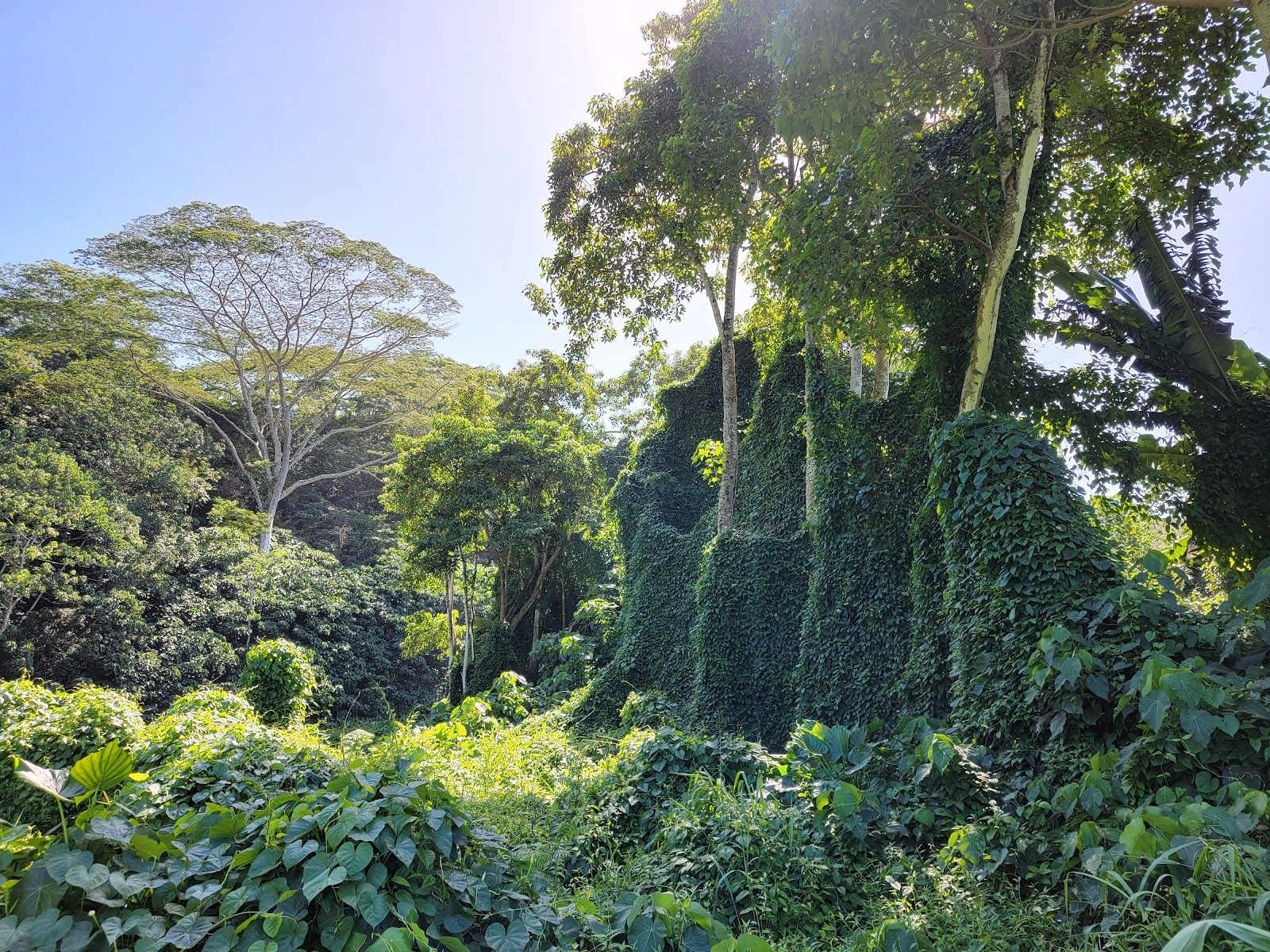 Uluwehi (Secret) Falls in Kapaʻa, Kaua‘i photo 3