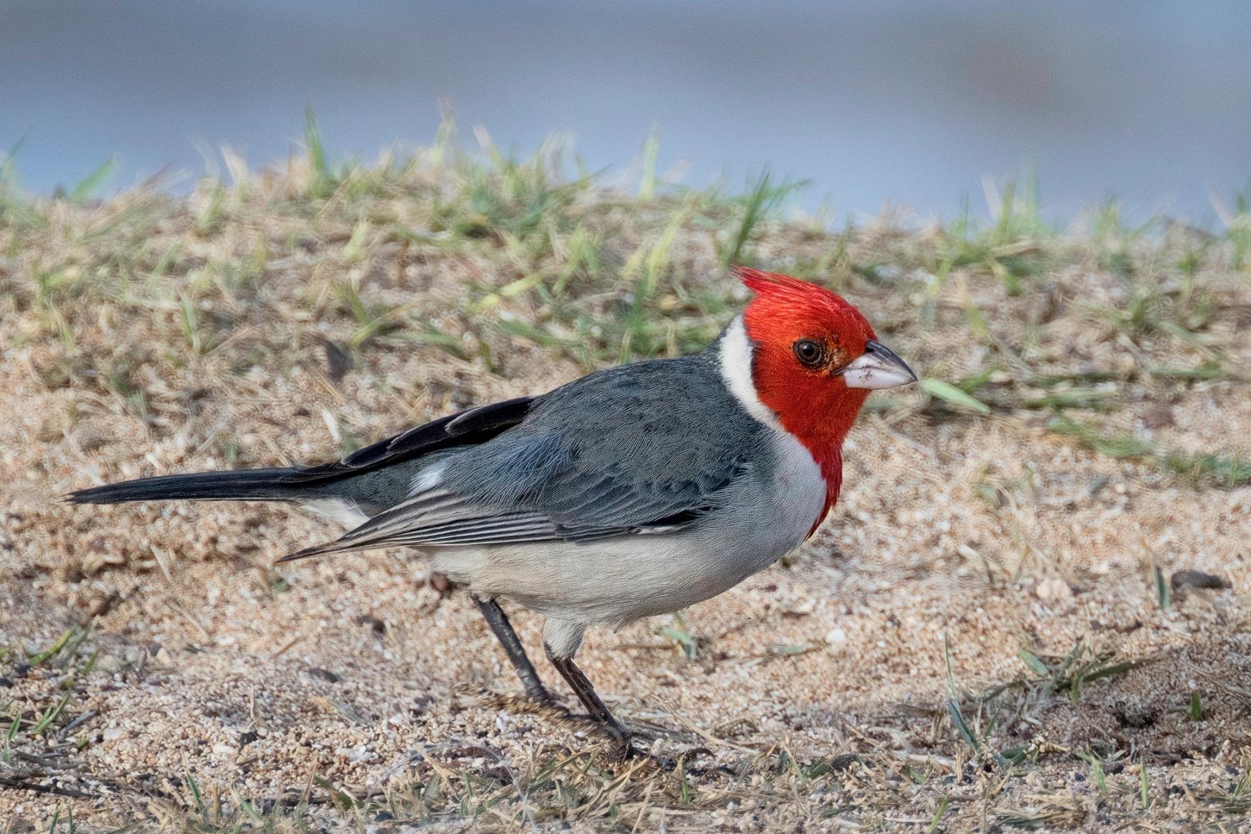Red-crested cardinal standing on sandy grass, side profile with bright red head and gray wings against a soft blue background