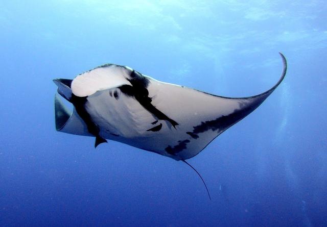 A manta ray gliding through the water