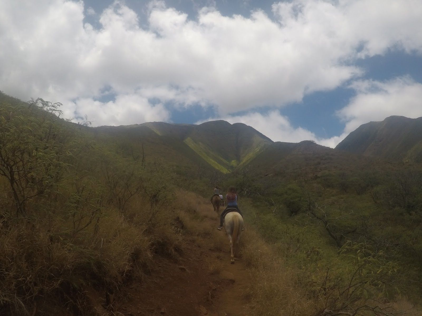 Photo 5 of Lahaina Stables in Lāhainā, Maui