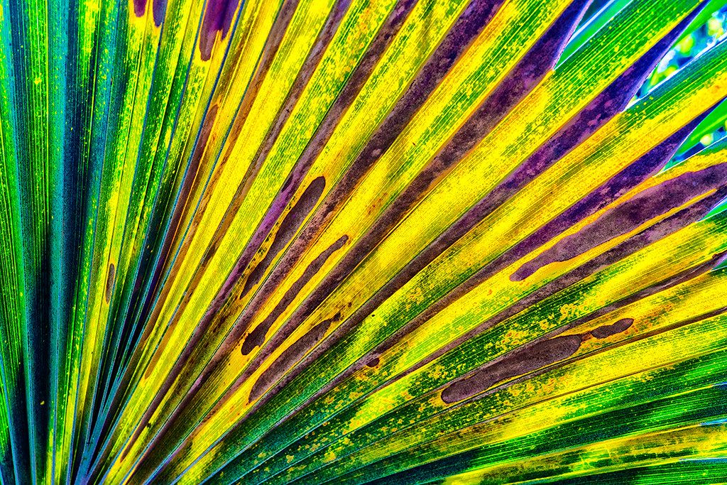 Close-up of a palm frond with radiating blades in vivid green and yellow, showing textured streaks and natural spotting.