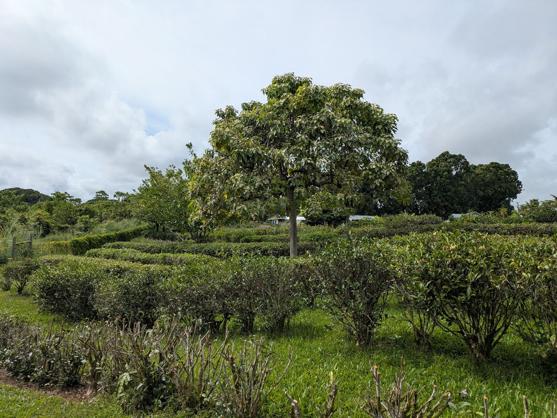Photo 6 of Ancient Leaf Tea in Greater Hilo, Big Island