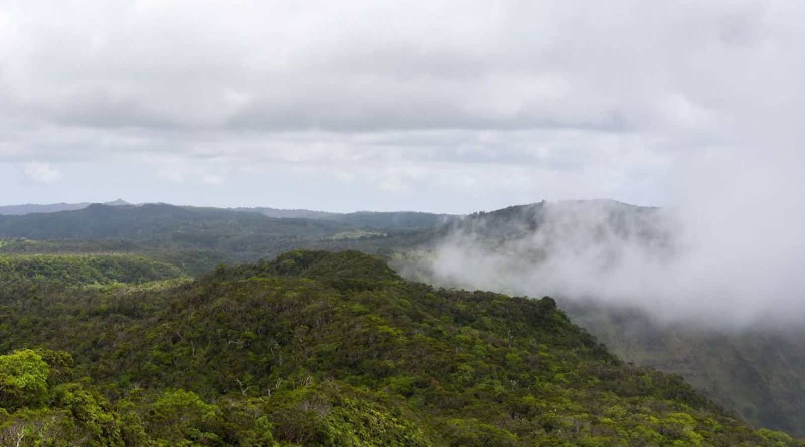 The Alaka‘i Wilderness and What It Means to Kauai’s Identity