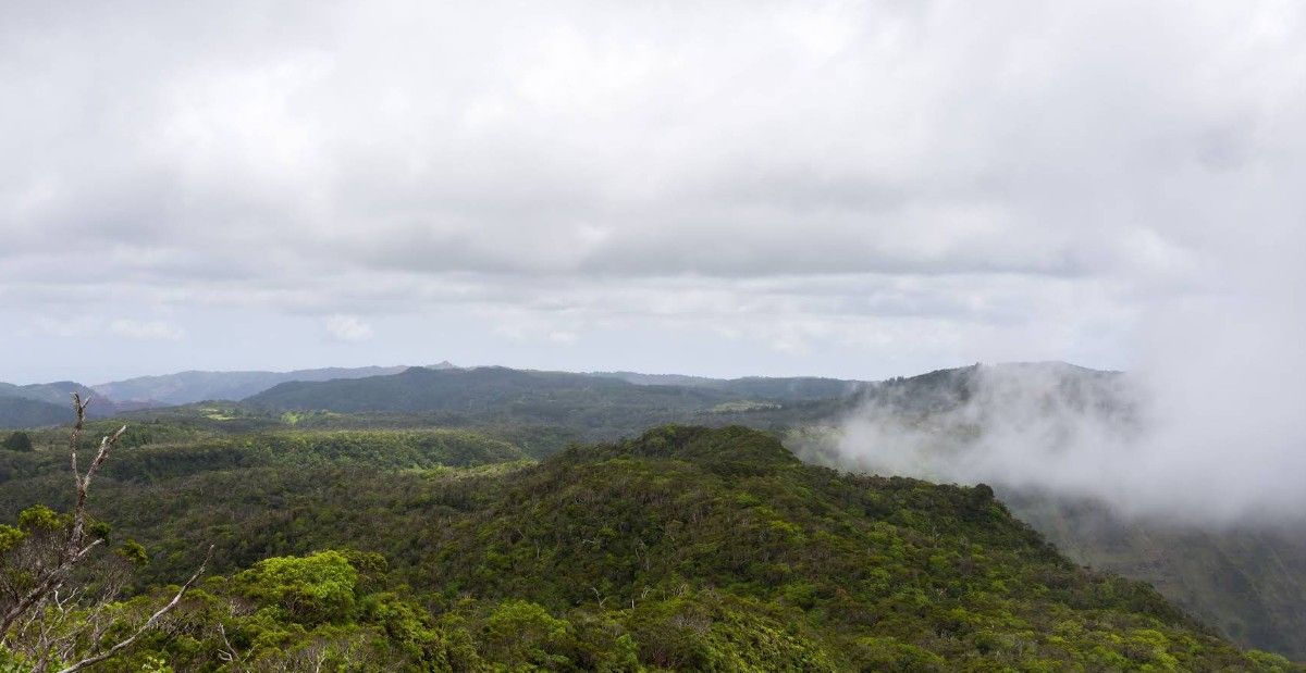 Alakaʻi Wilderness / Swamp Trail in Hanapepe, Kaua‘i photo 3