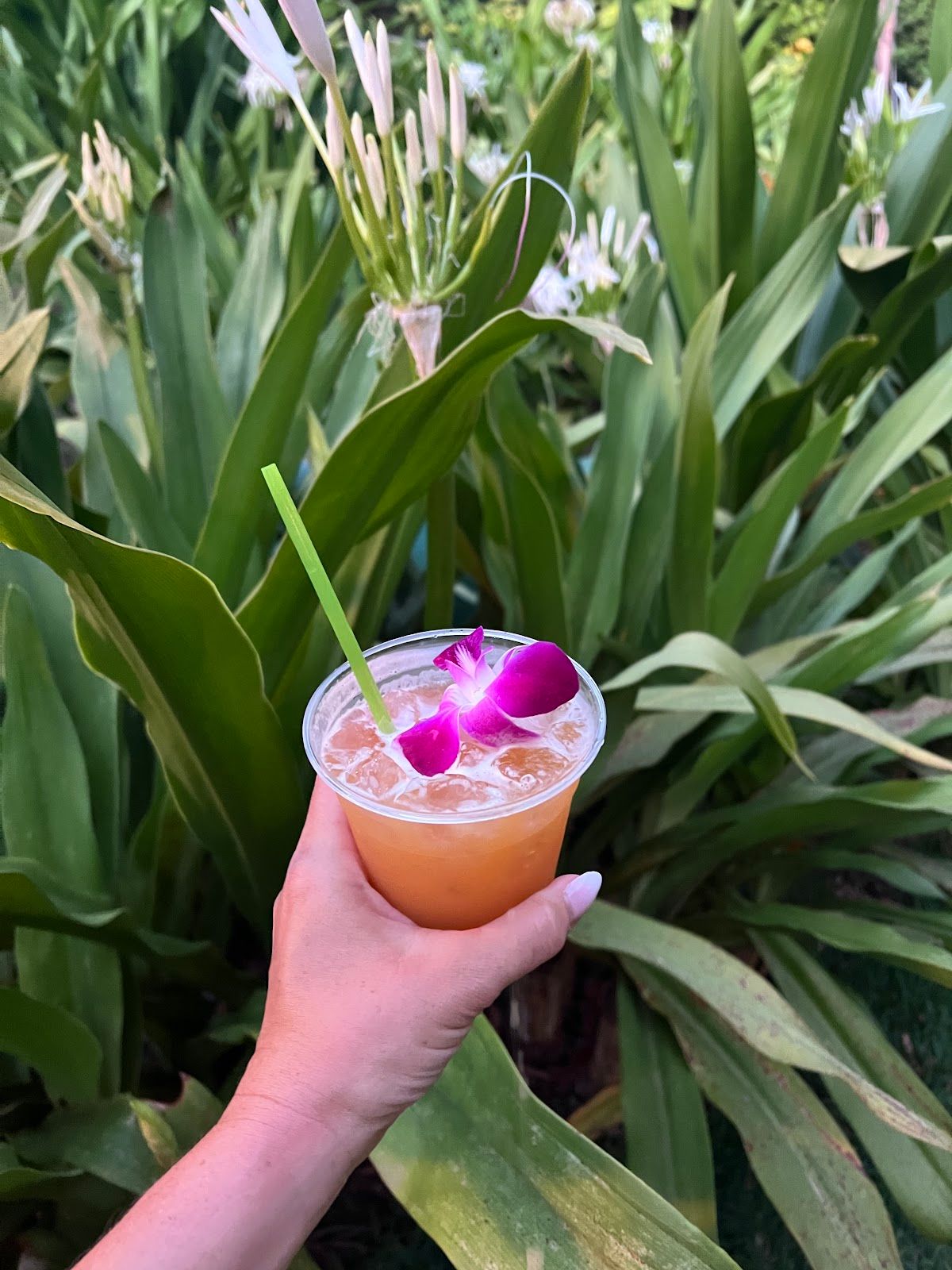 Photo 8 of Experience Nutridge in Mānoa, Makiki & Nuʻuanu, Oahu