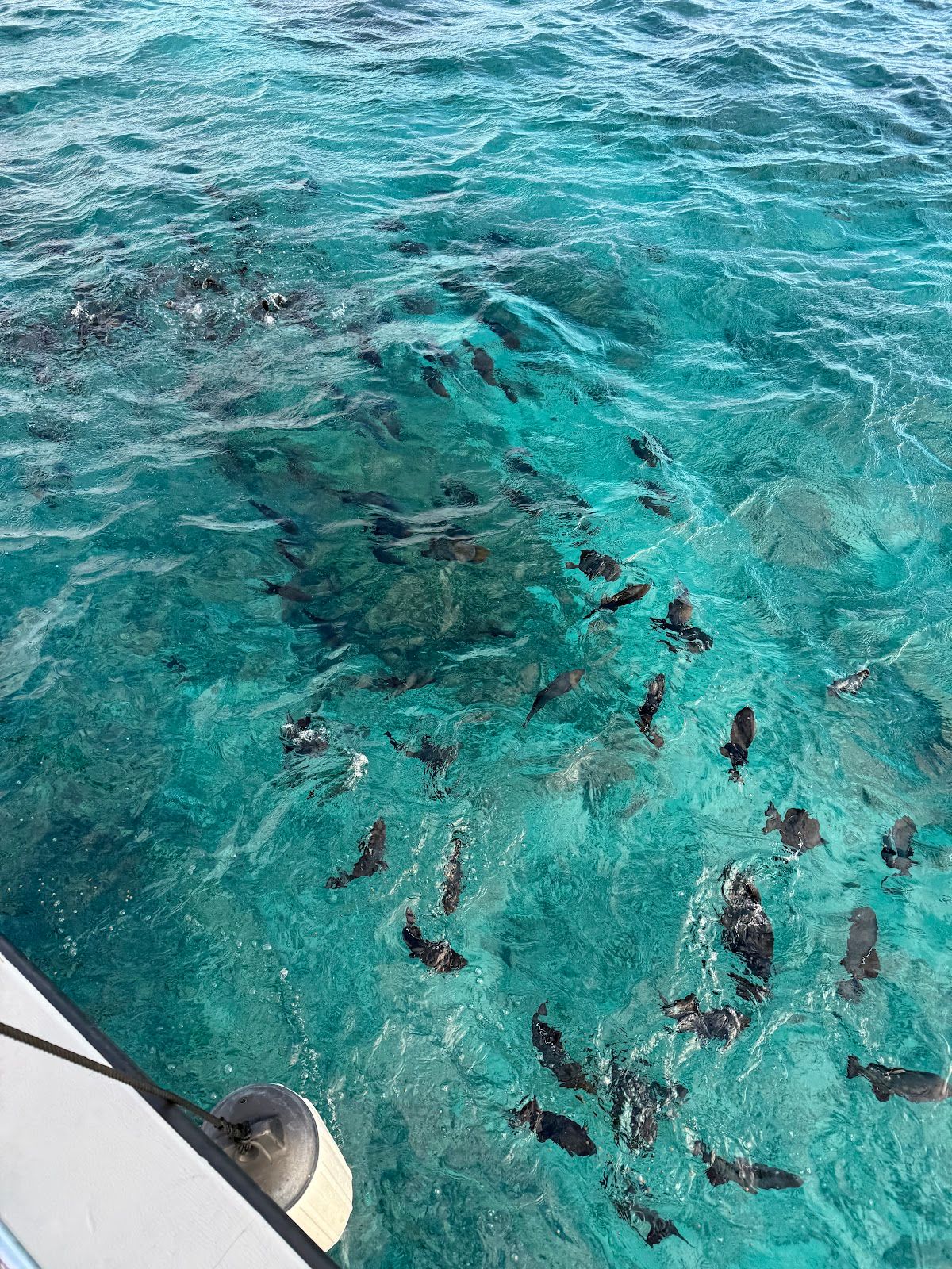 Photo 4 of Hawaii Glass Bottom Boats in Ala Moana & Mōʻiliʻili, Oahu