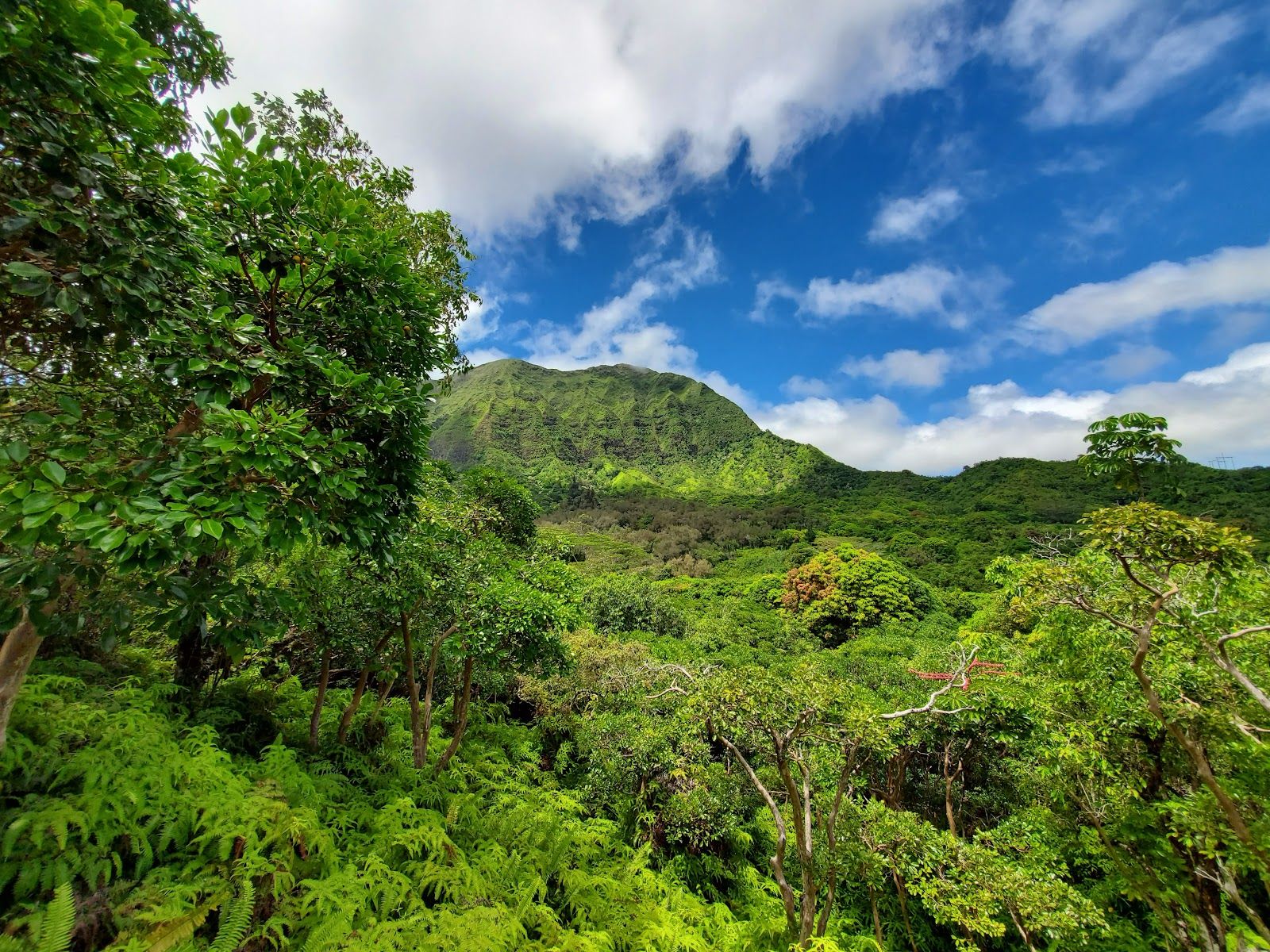 Photo 1 of Maunawili Falls Trail in Kailua & Lanikai, Oahu