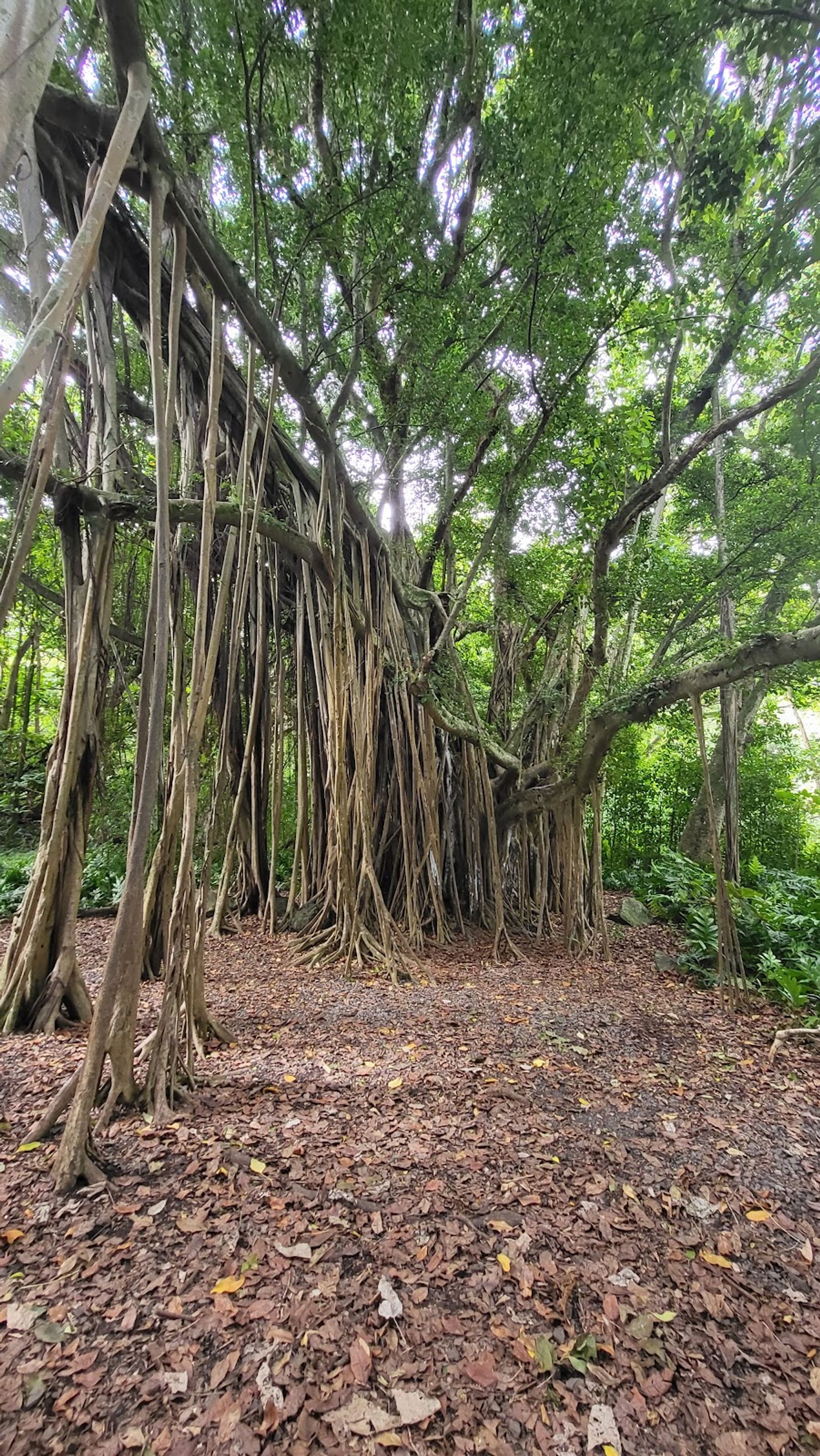 Photo 5 of ʻOheʻo Gulch in Kīpahulu & Kaupō, Maui