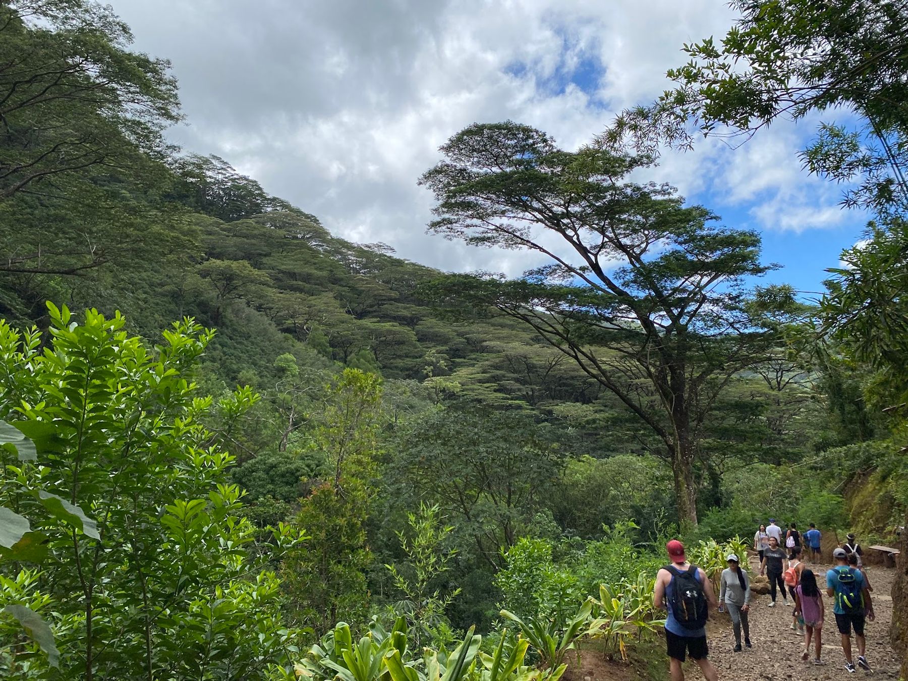 Photo 4 of Mānoa Falls Trail in Mānoa, Makiki & Nuʻuanu, Oahu