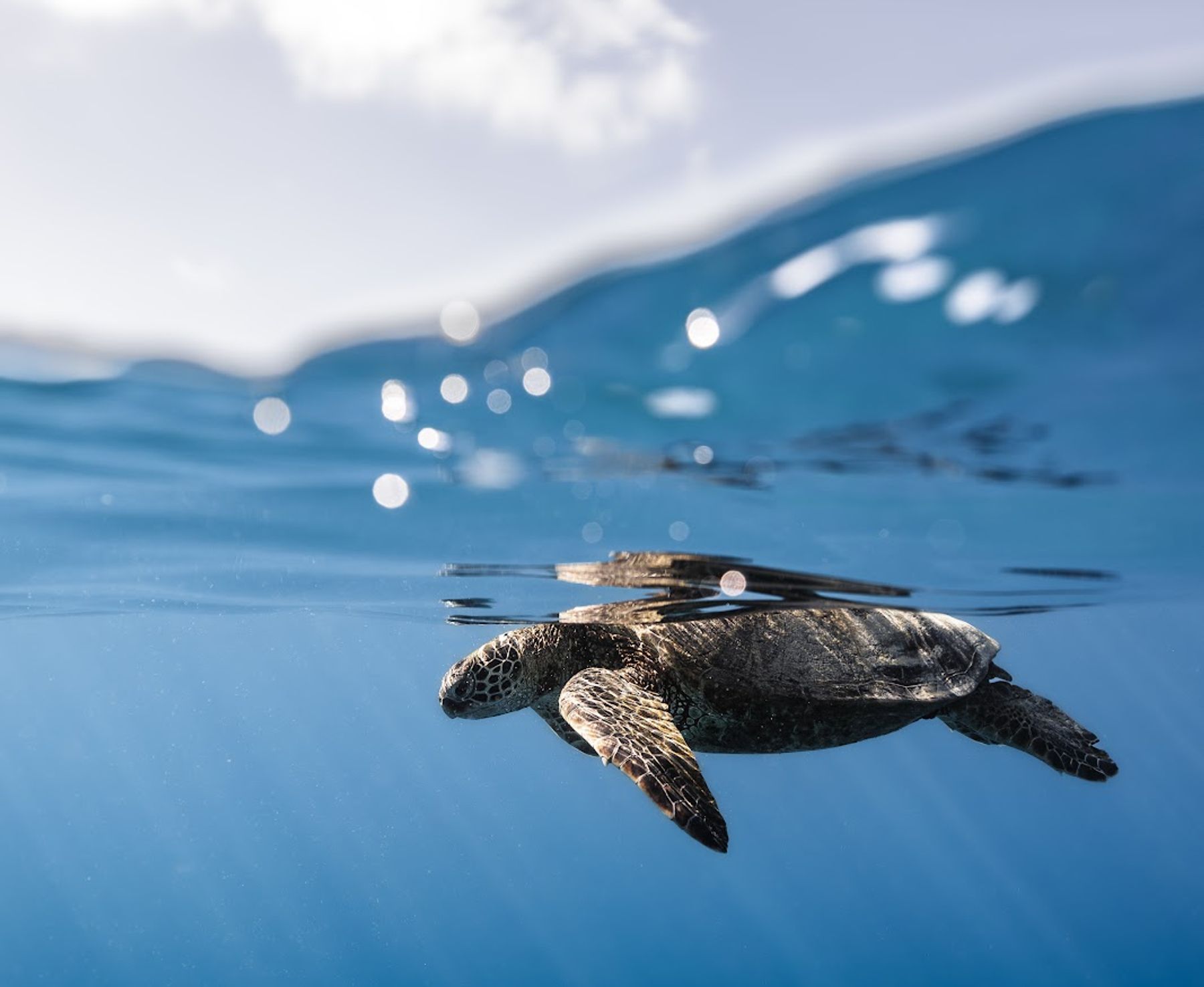 Photo 5 of Island Splash Tours in Waikīkī, Oahu