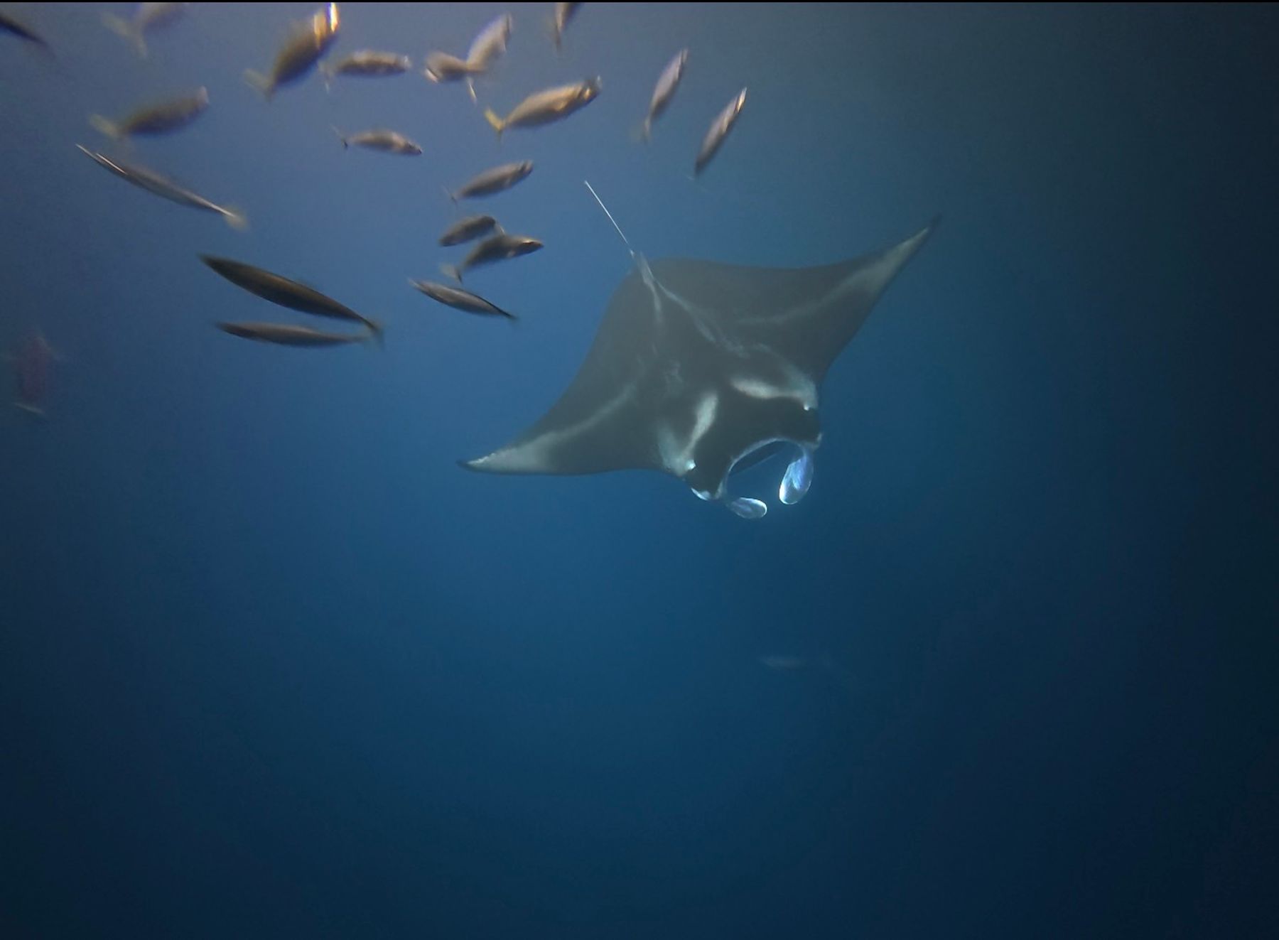Photo 5 of Iruka Hawai‘i Dolphin and Manta Tours in Kailua-Kona, Big Island